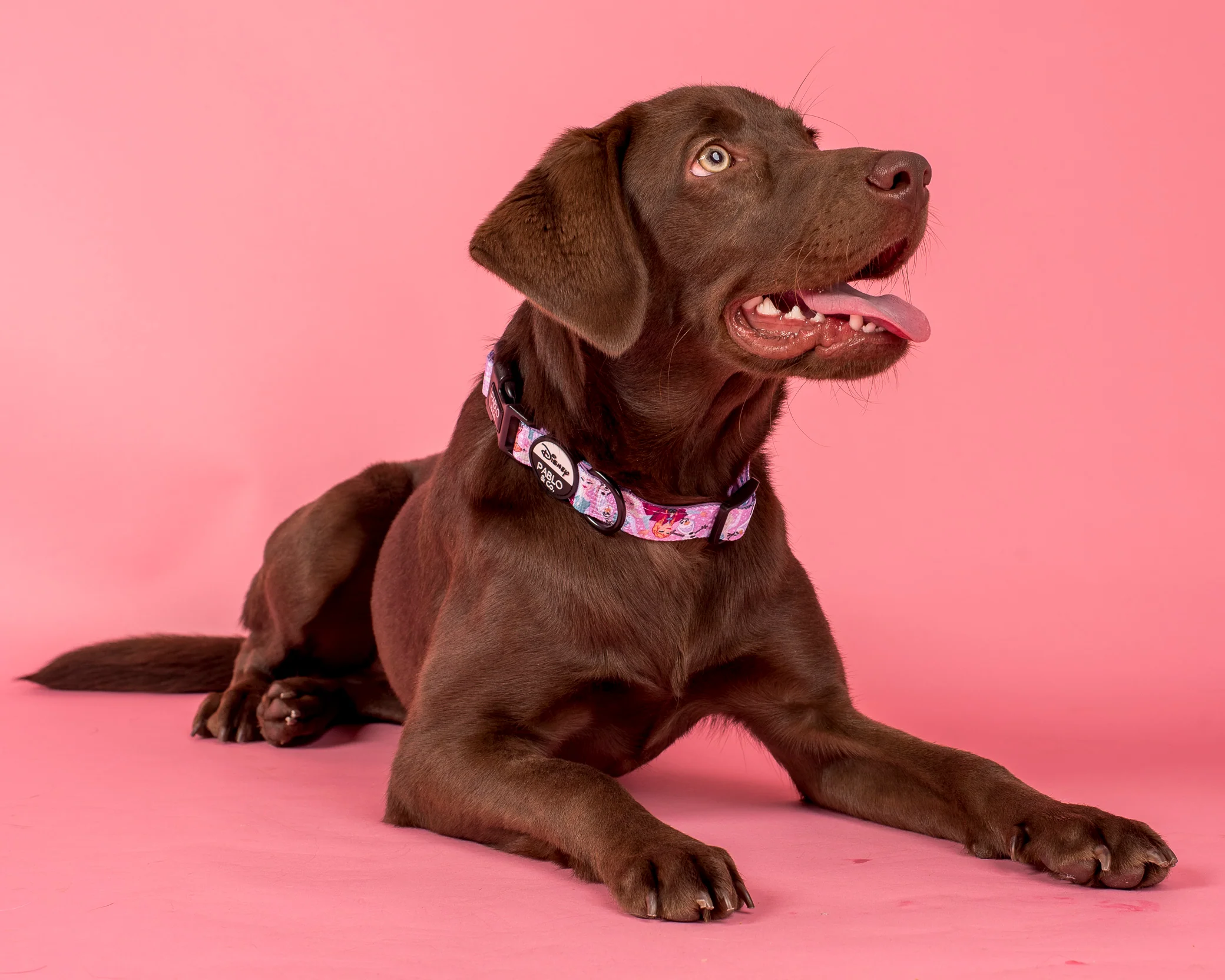 Frozen: Dog Collar - Image 3