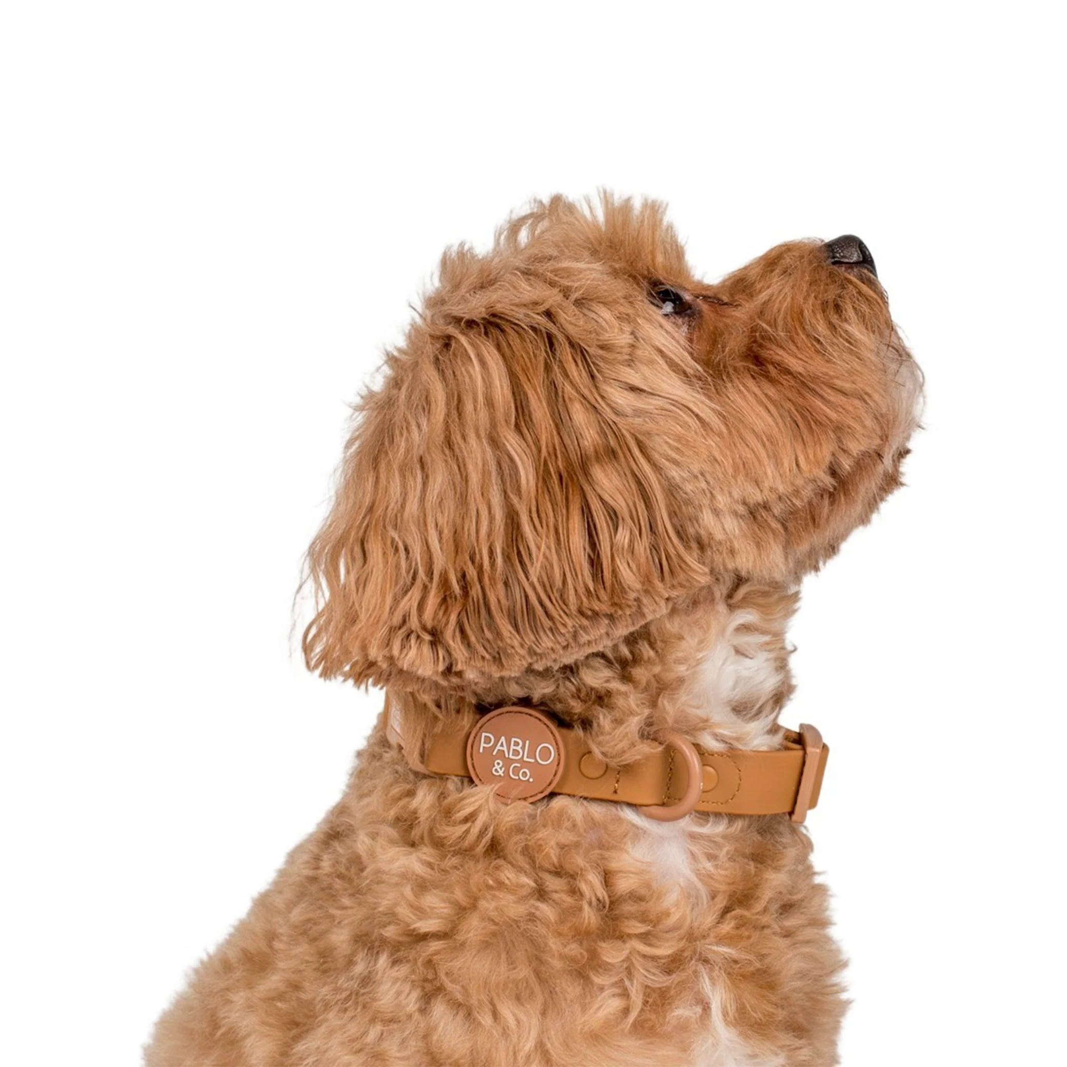 Fudge: Waterproof Collar - Image 2