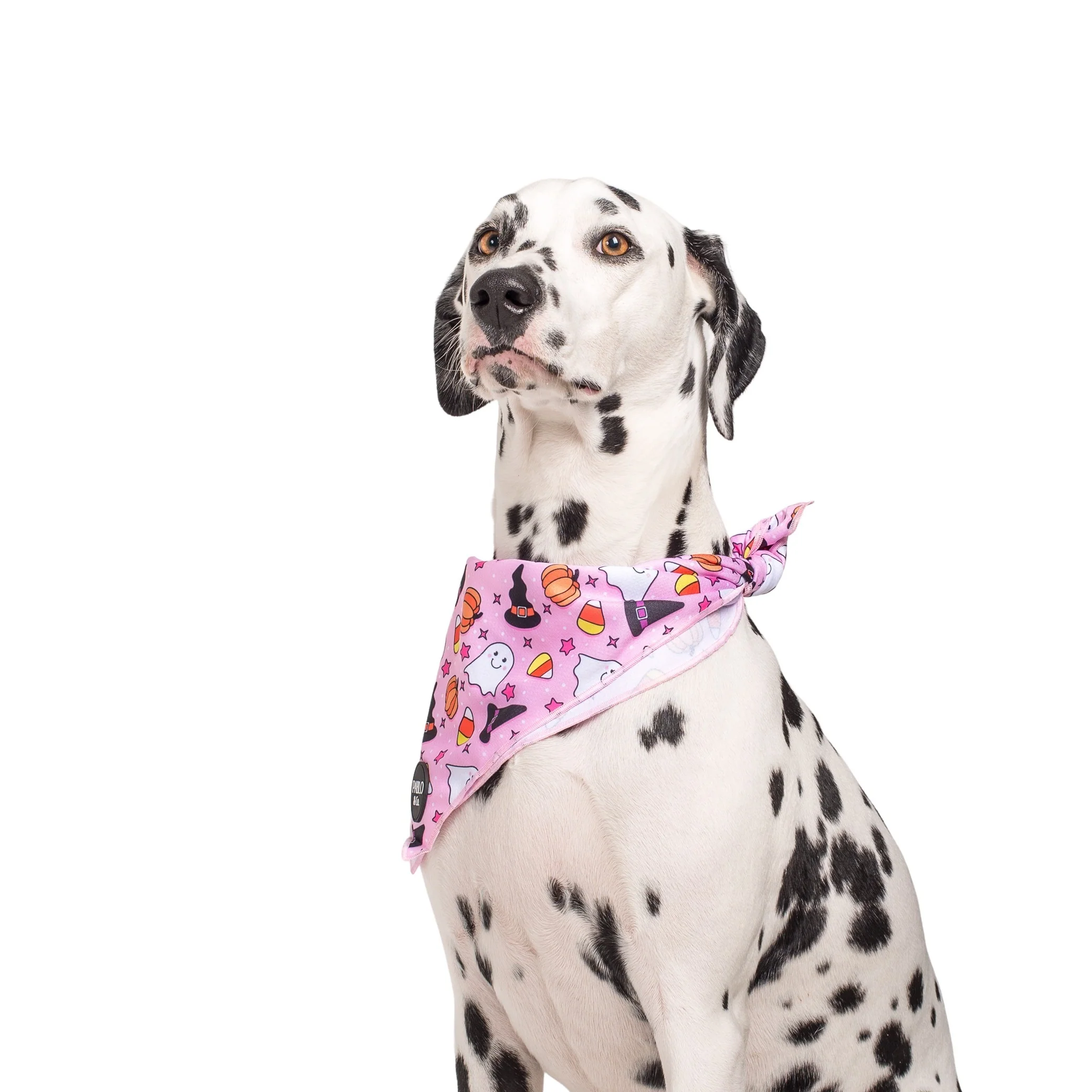 Glitter & Ghosts - Dog Bandana
