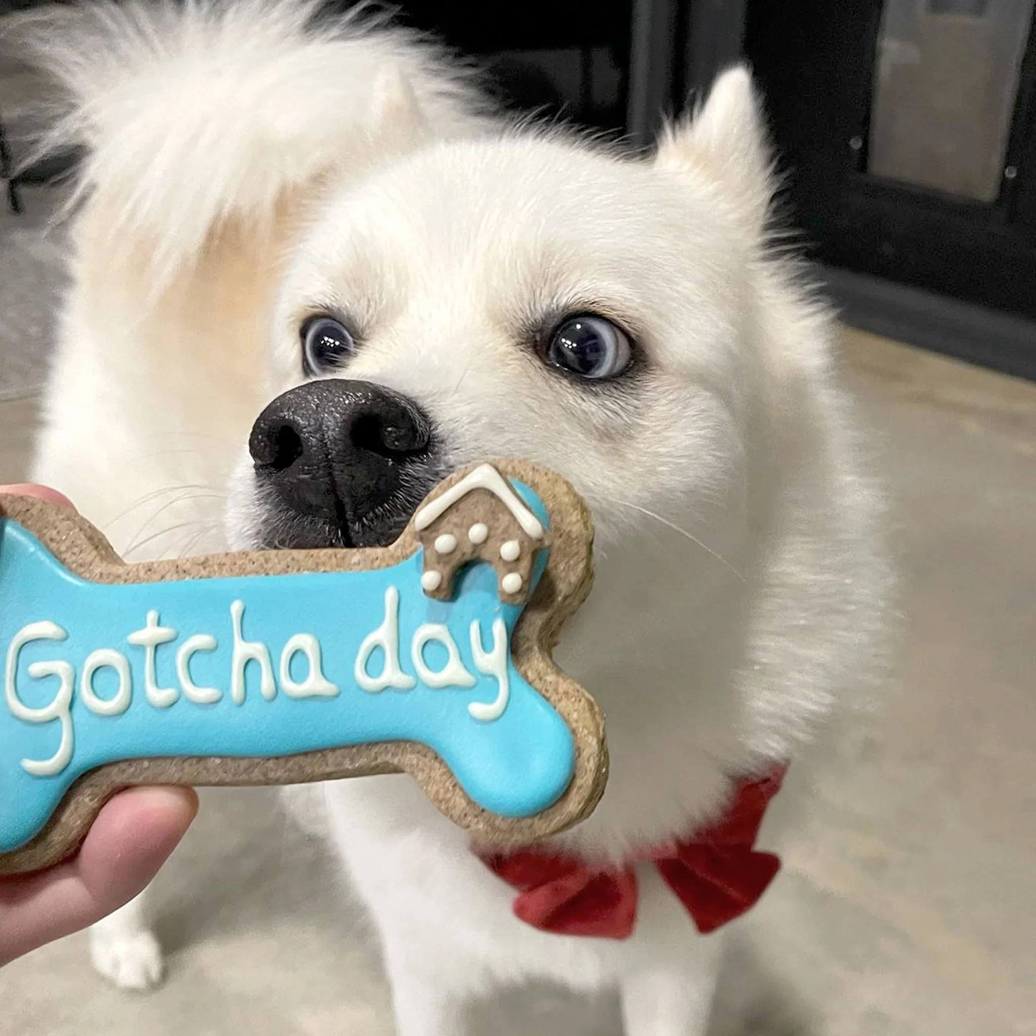 Golden Barkery: Happy Gotcha Day Dog Bone - Blue - Image 2
