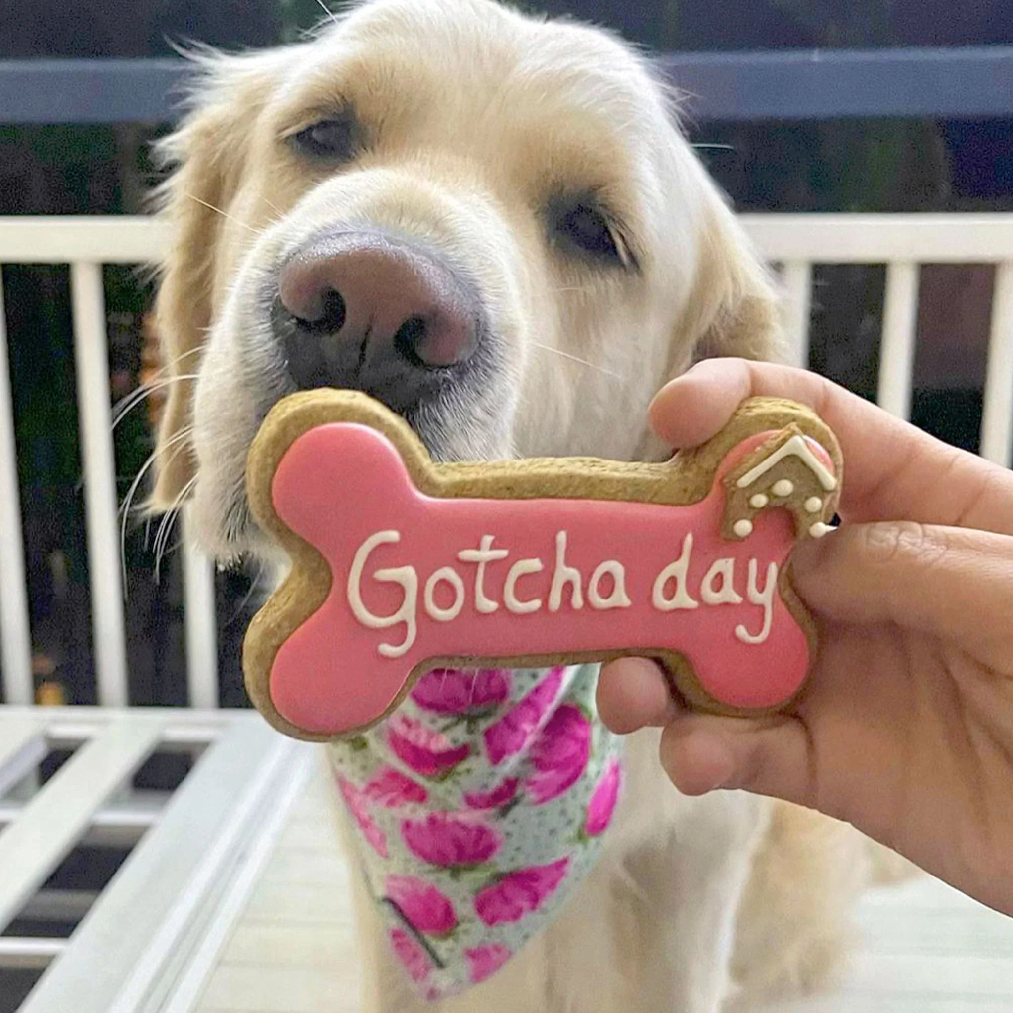 Golden Barkery: Happy Gotcha Day Dog Bone - Pink - Image 3