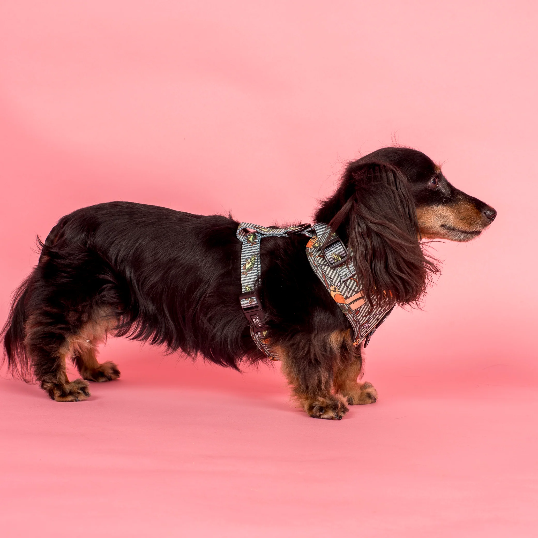 Gone Fishing: Adjustable Harness - Image 5