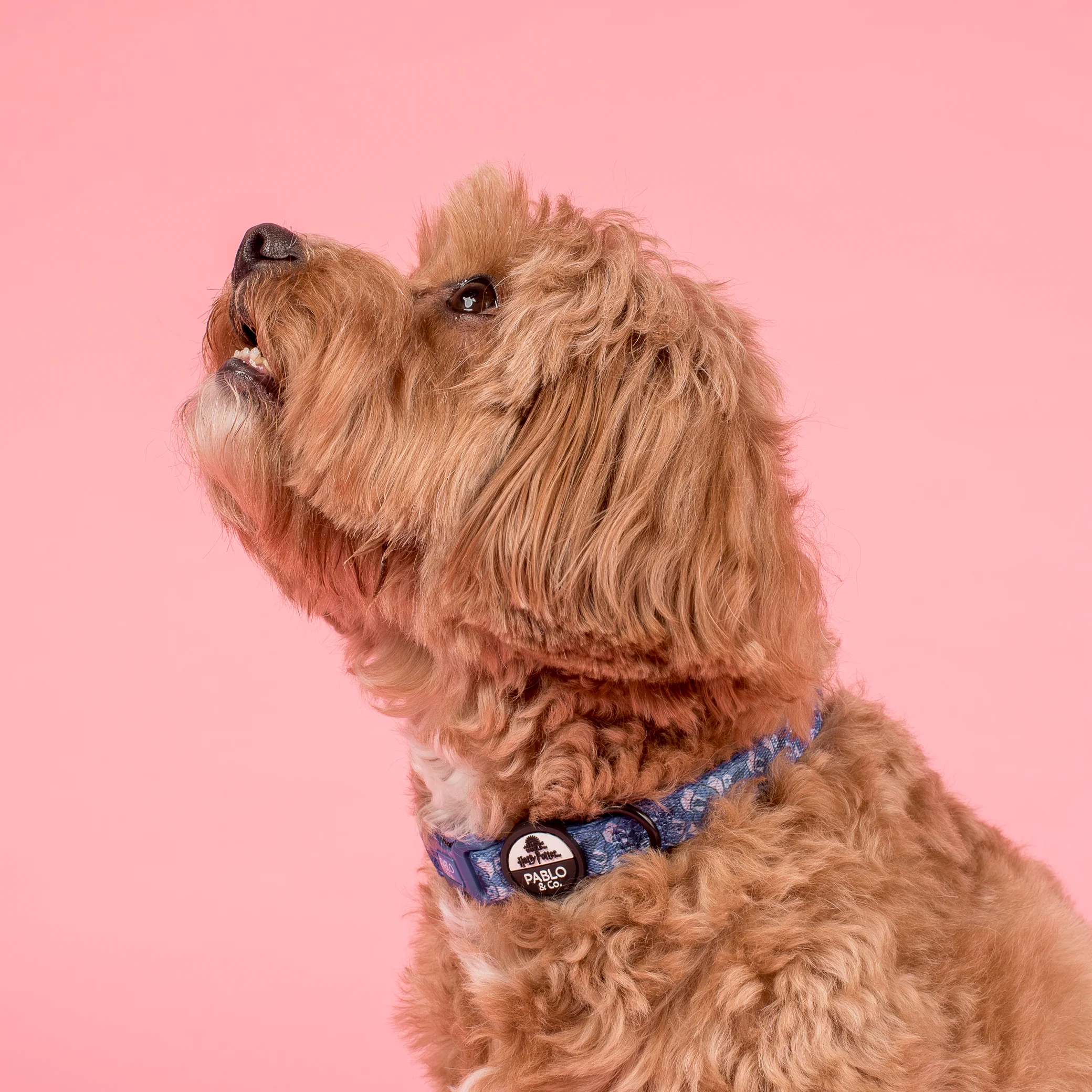 Harry Potter - Ravenclaw: Dog Collar - Image 2