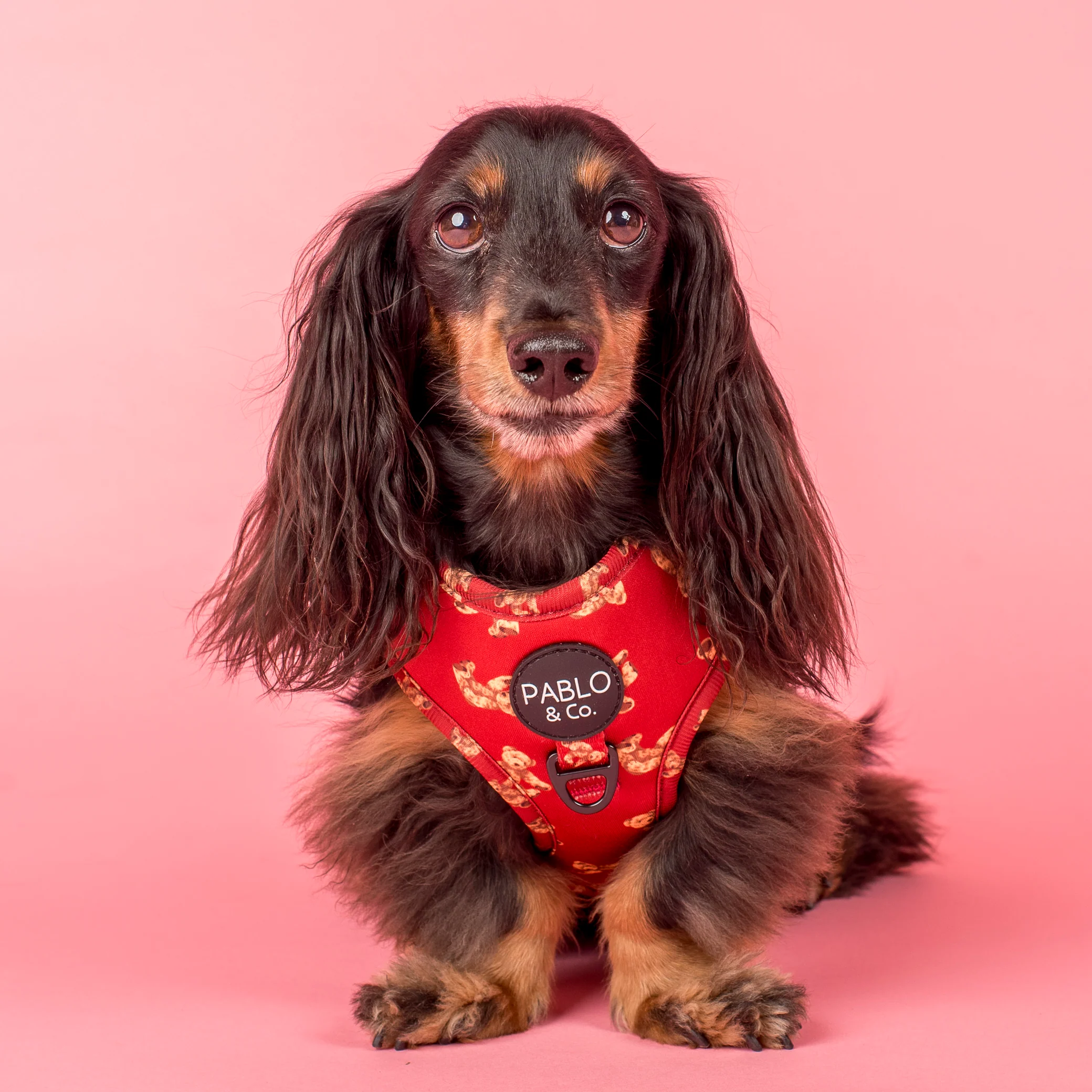 Henry Bear: Adjustable Harness
