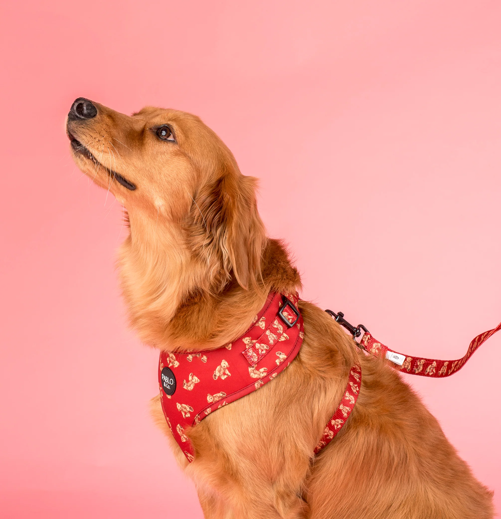 Henry Bear: Adjustable Harness - Image 4