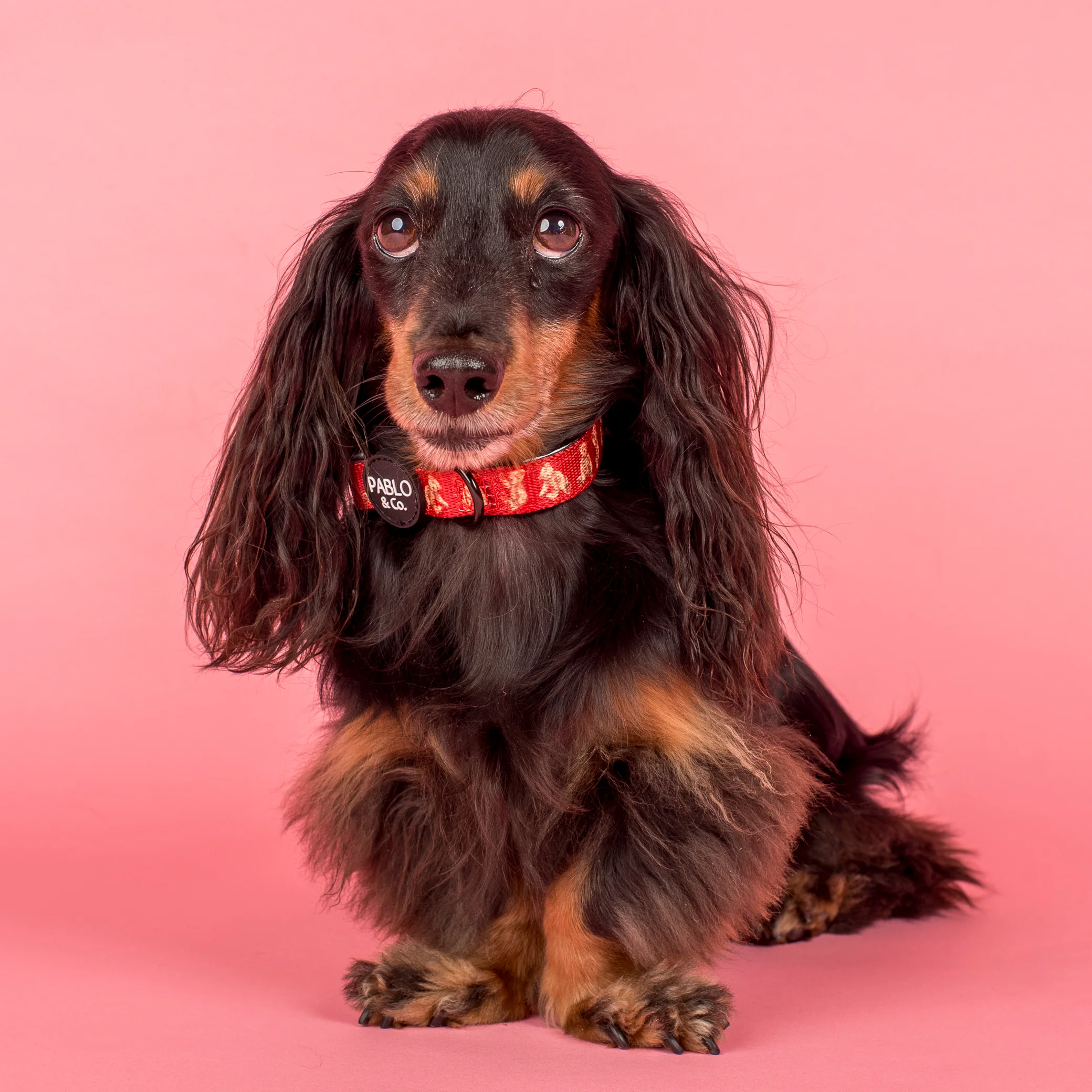 Henry Bear: Collar