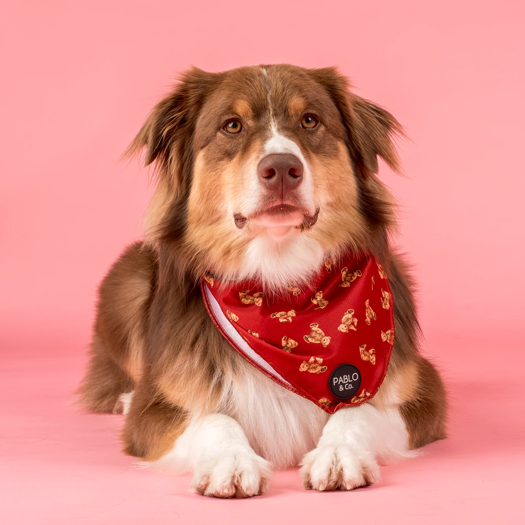 Henry Bear: Dog Bandana