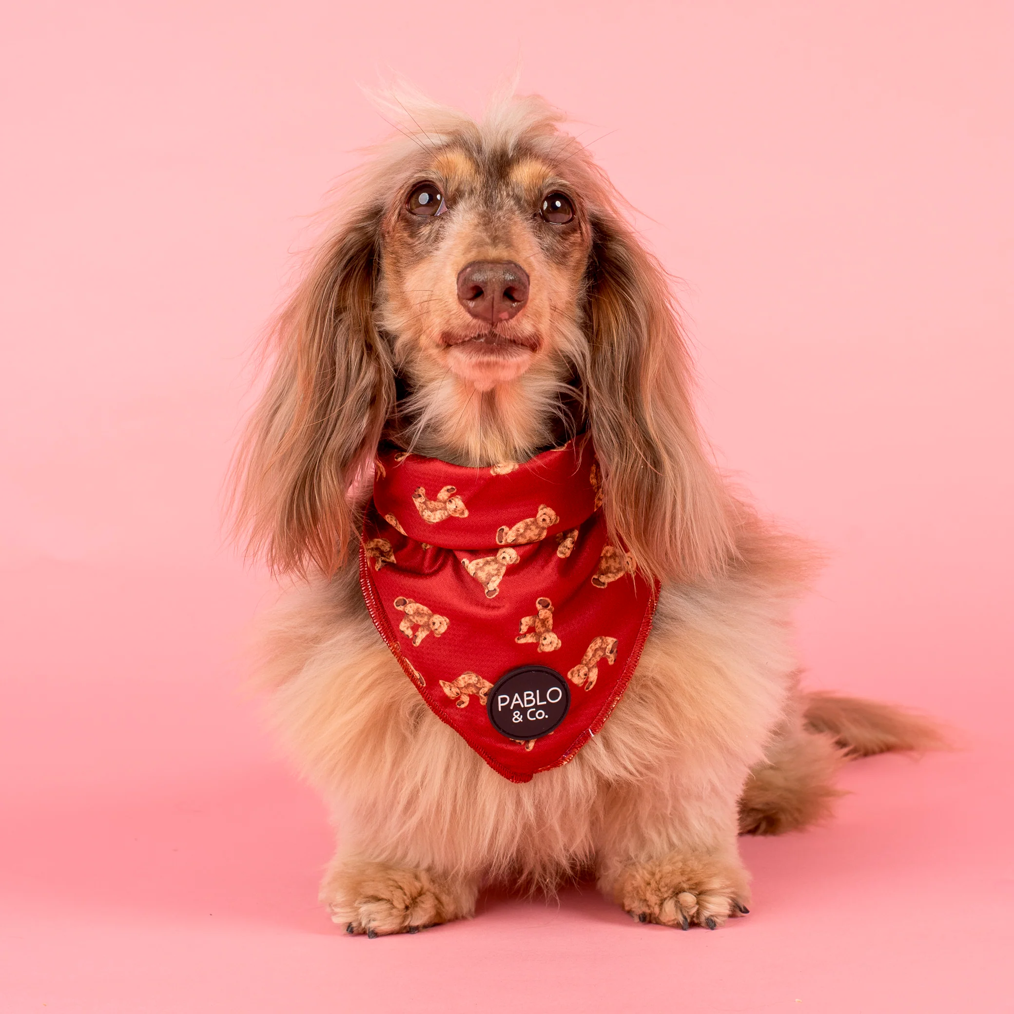 Henry Bear: Dog Bandana - Image 4
