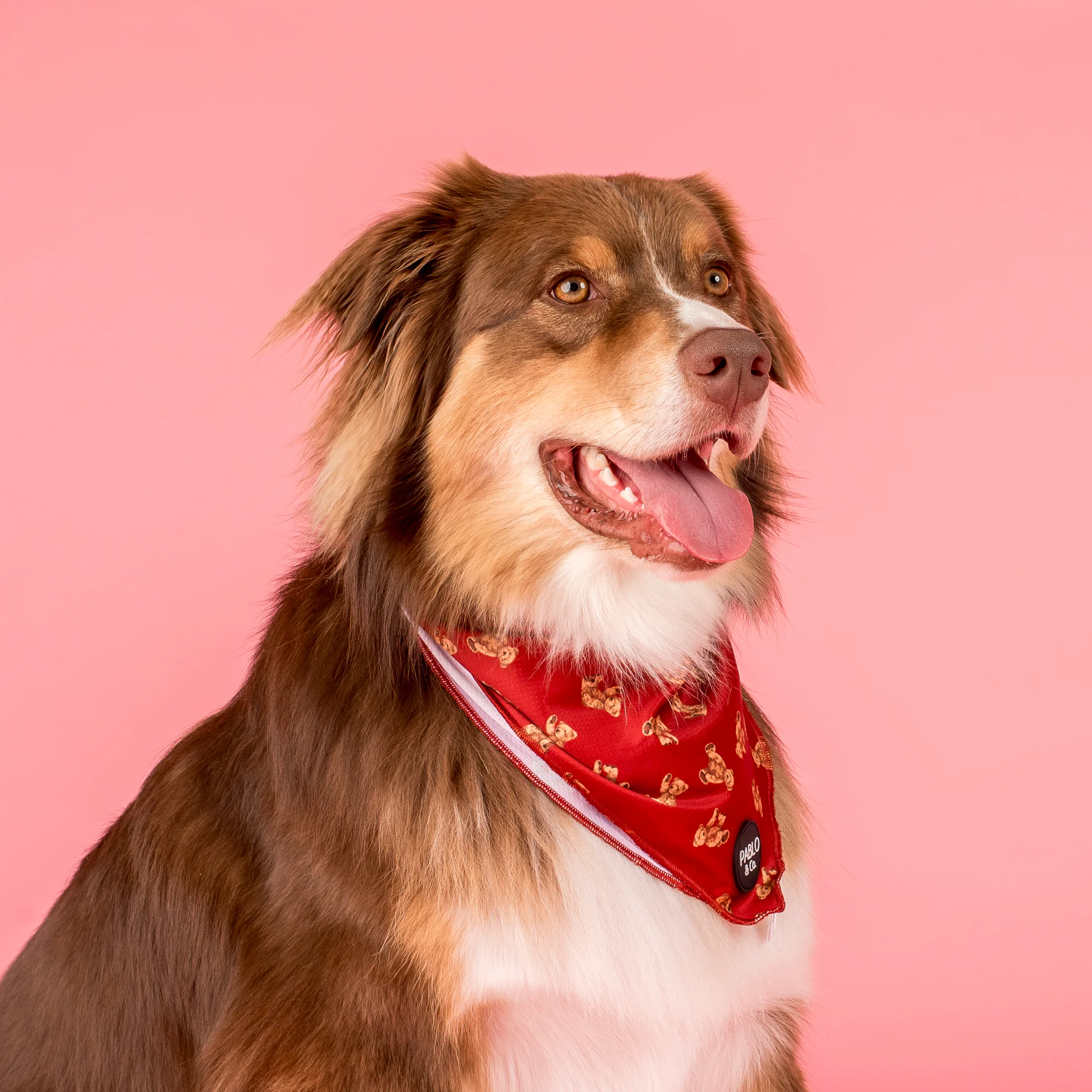 Henry Bear: Dog Bandana - Image 5