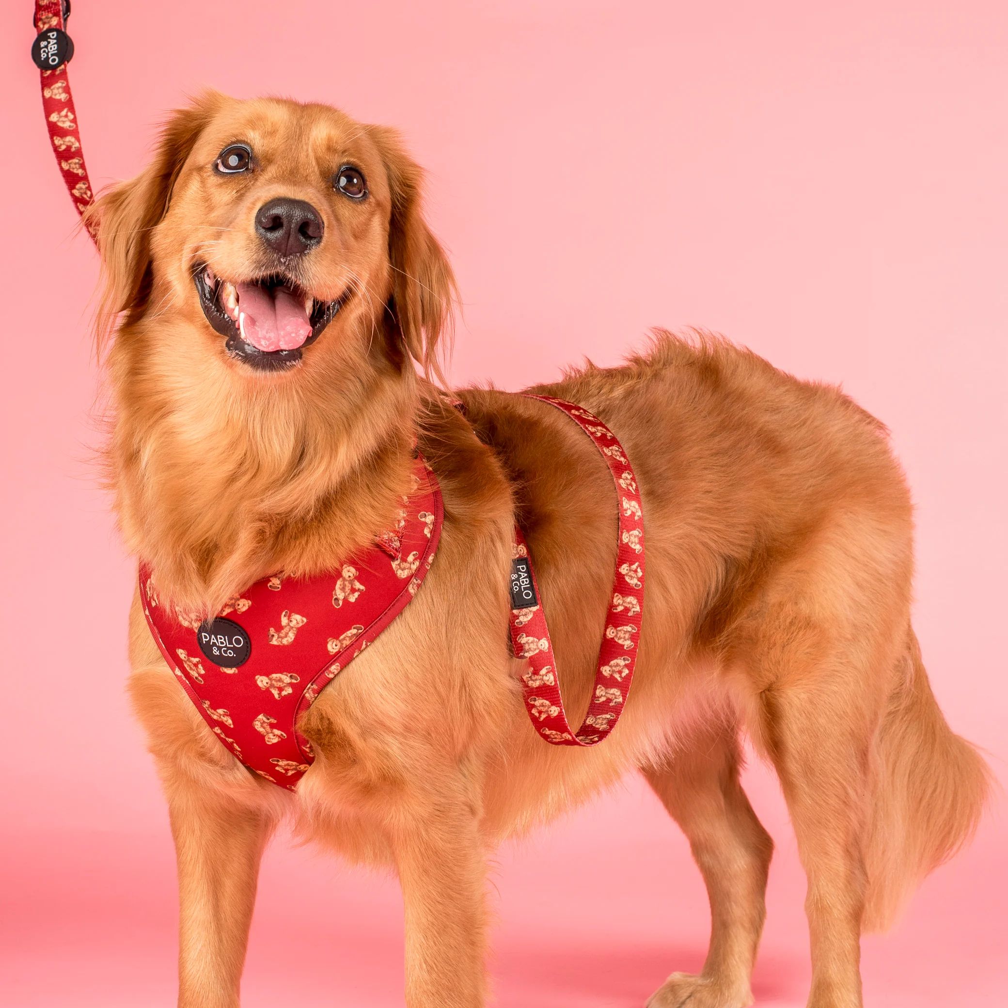 Henry Bear: Dog Leash - Image 3