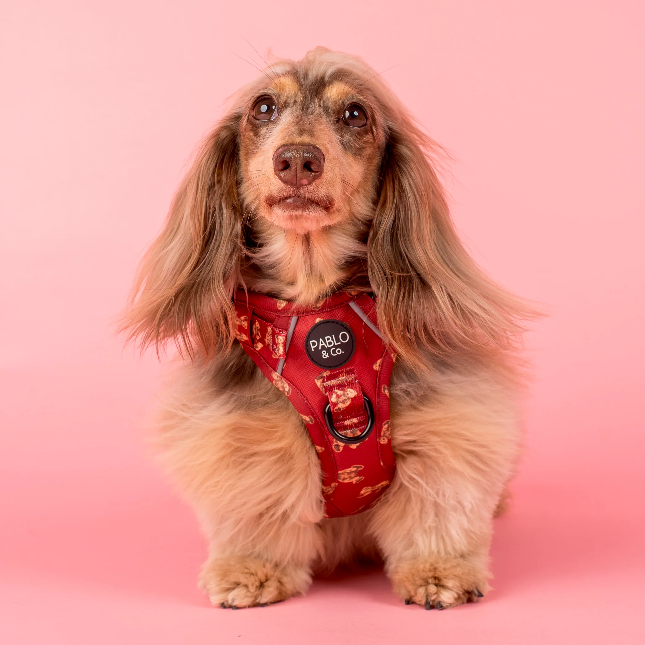 Henry Bear: No Pull Adventure Harness