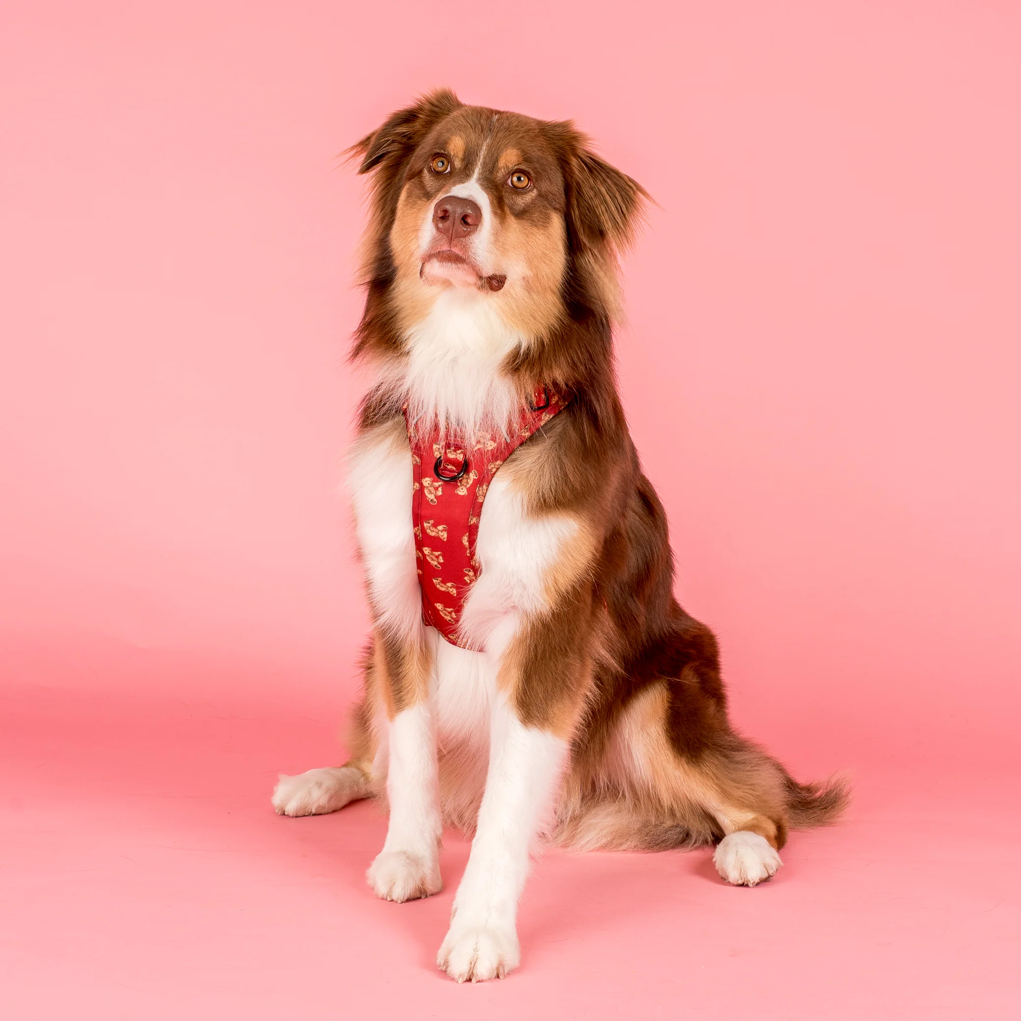 Henry Bear: No Pull Adventure Harness - Image 5