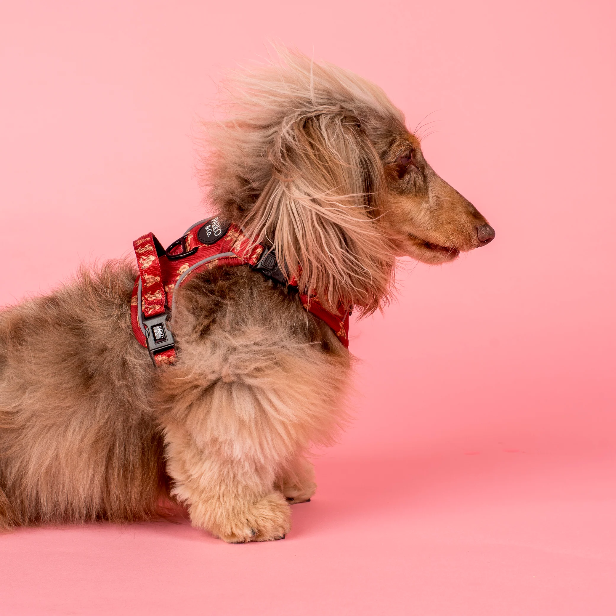 Henry Bear: No Pull Adventure Harness - Image 6