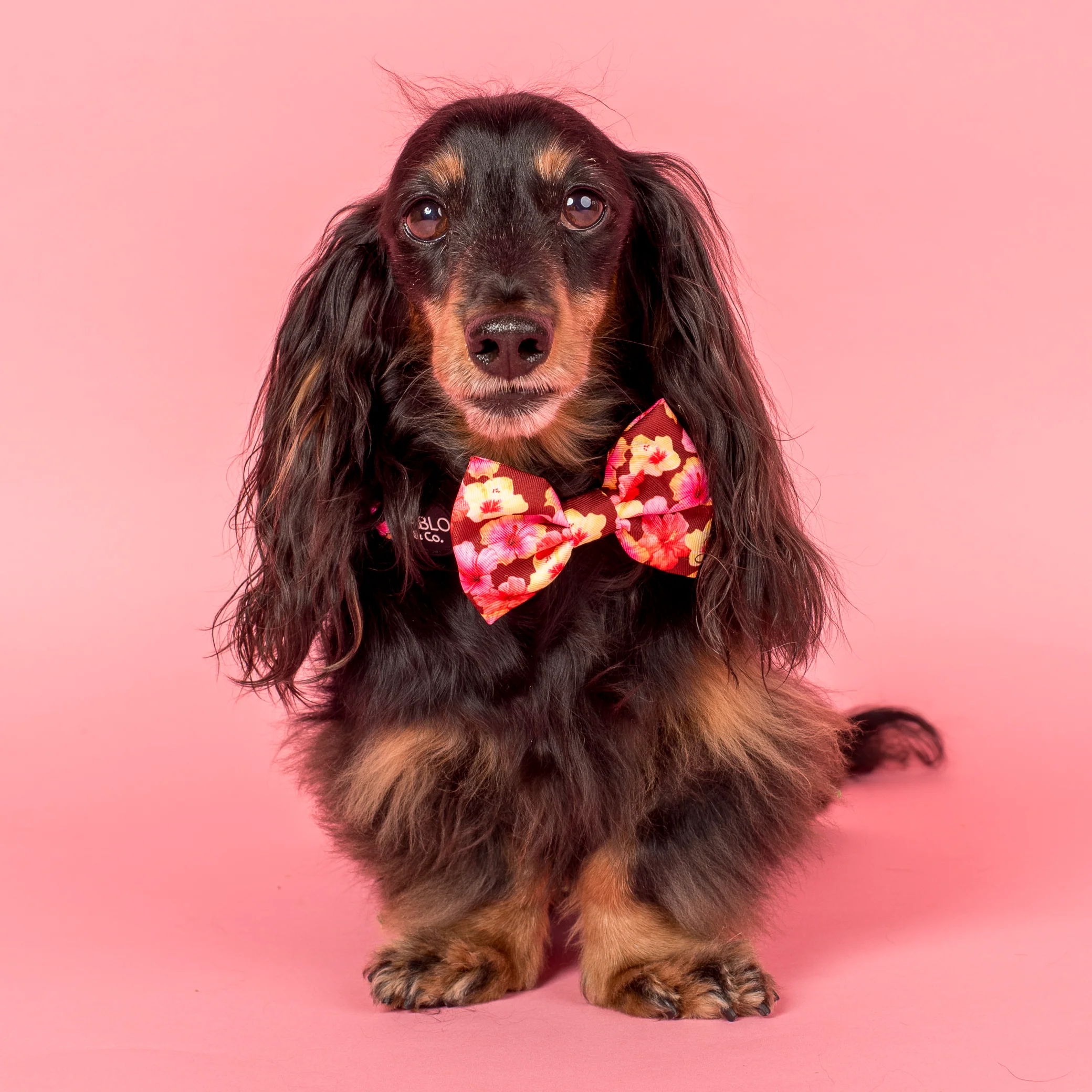 Hibiscus: Bow Tie