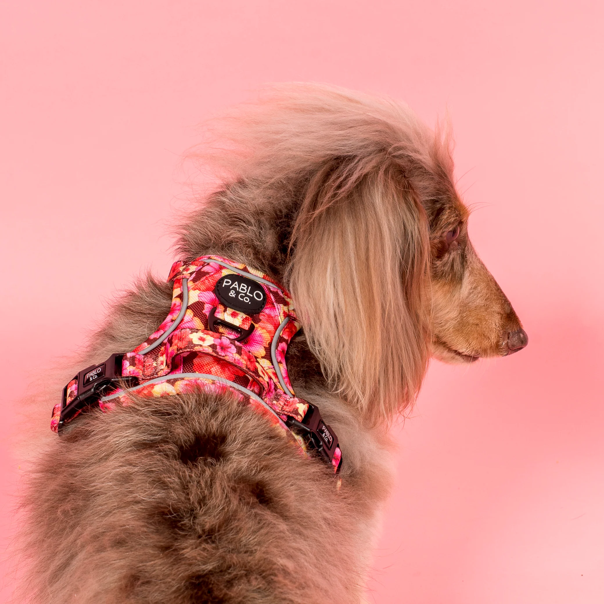 Hibiscus: No Pull Adventure Harness - Image 4