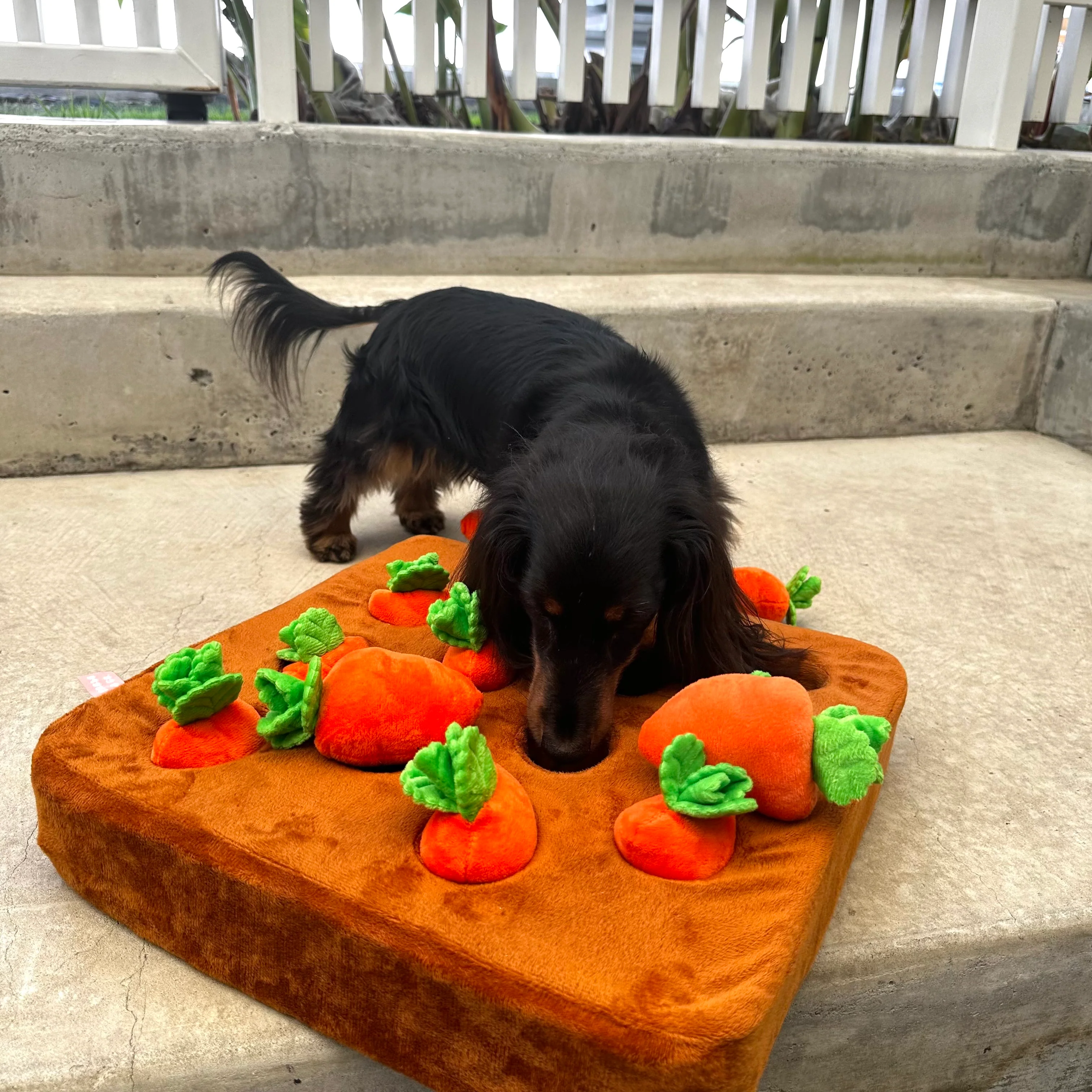 Hide 'n' Seek Nose Work Carrot Farm Dog Toy - Image 4