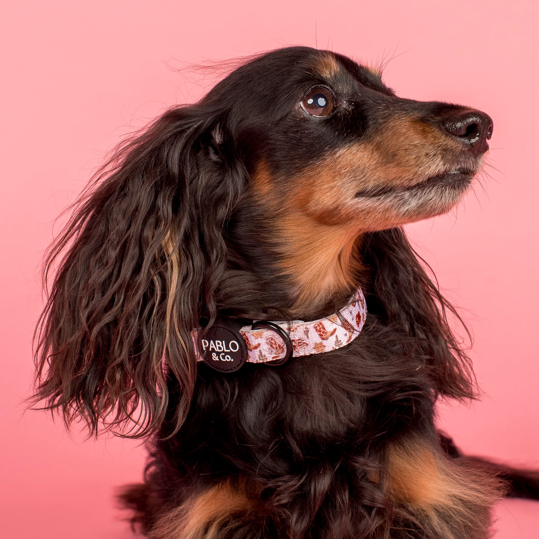 Howdy: Collar - Image 2