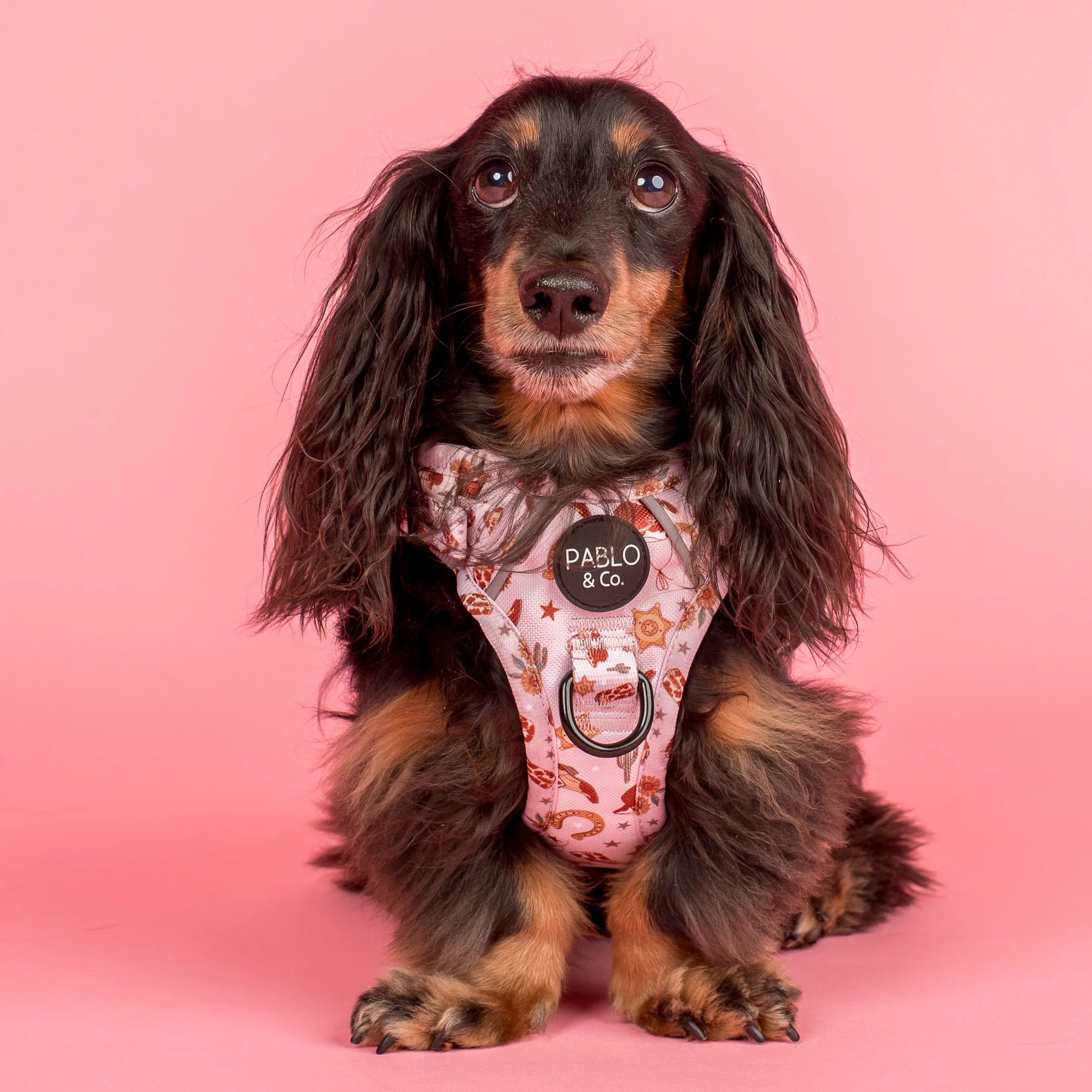 Howdy: No Pull Adventure Harness