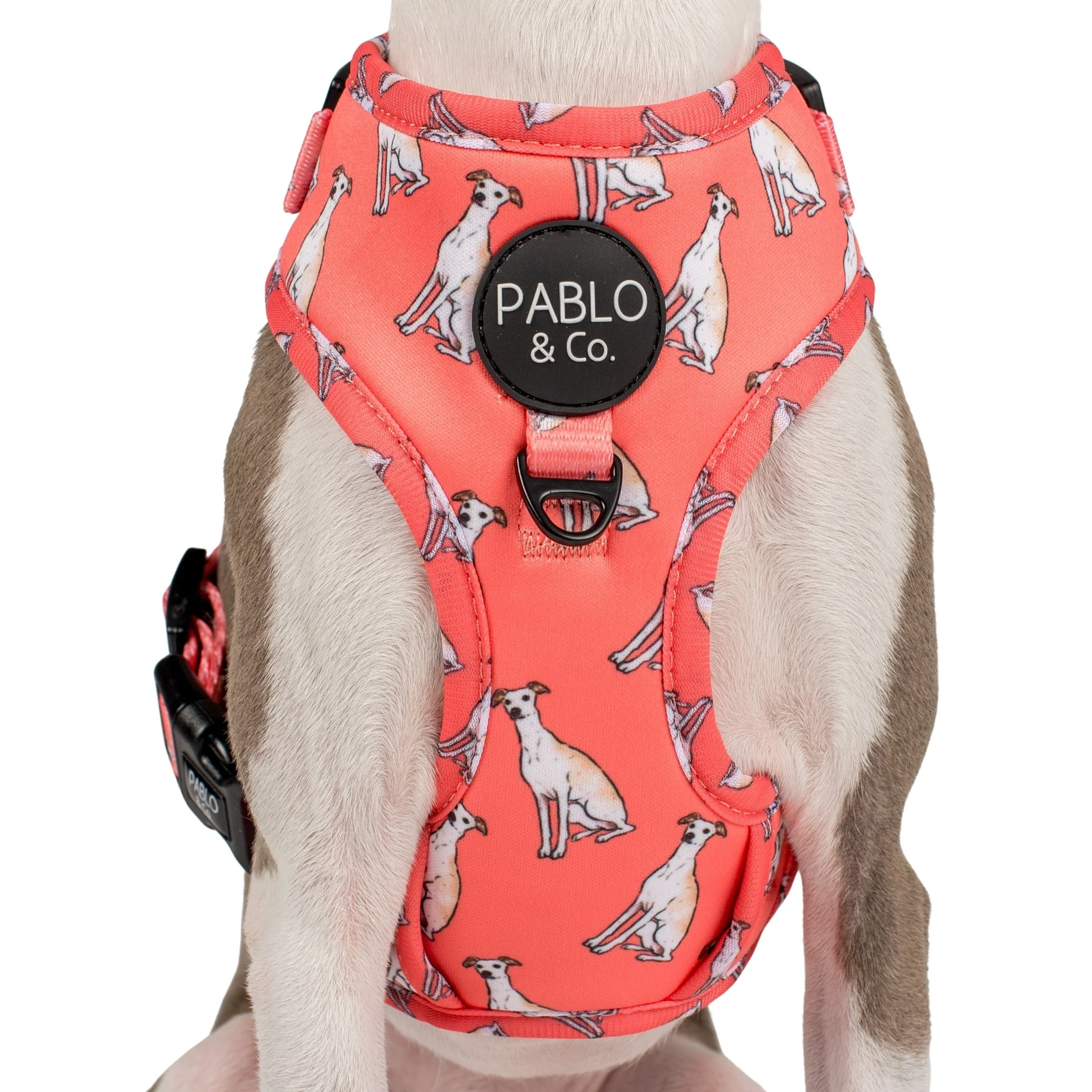 Italian Greyhound: Adjustable Harness - Image 2