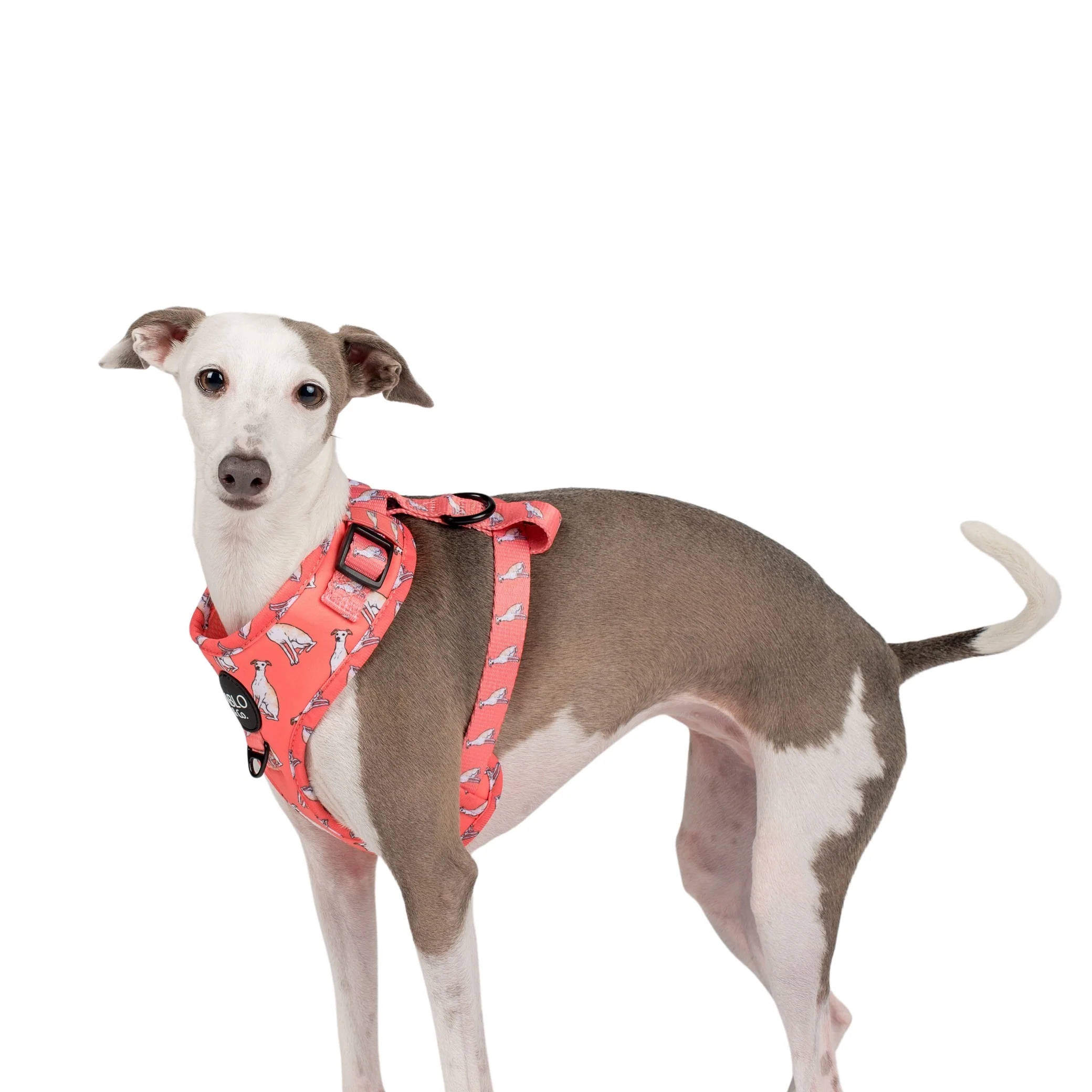 Italian Greyhound: Adjustable Harness - Image 3