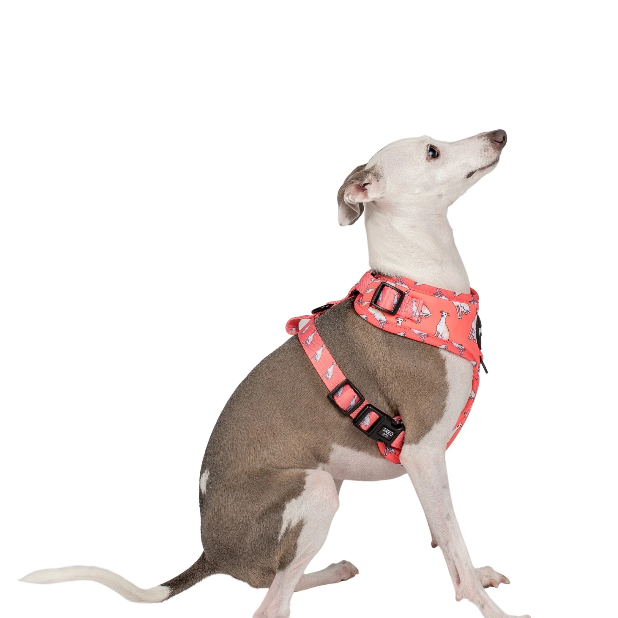 Italian Greyhound: Adjustable Harness - Image 4