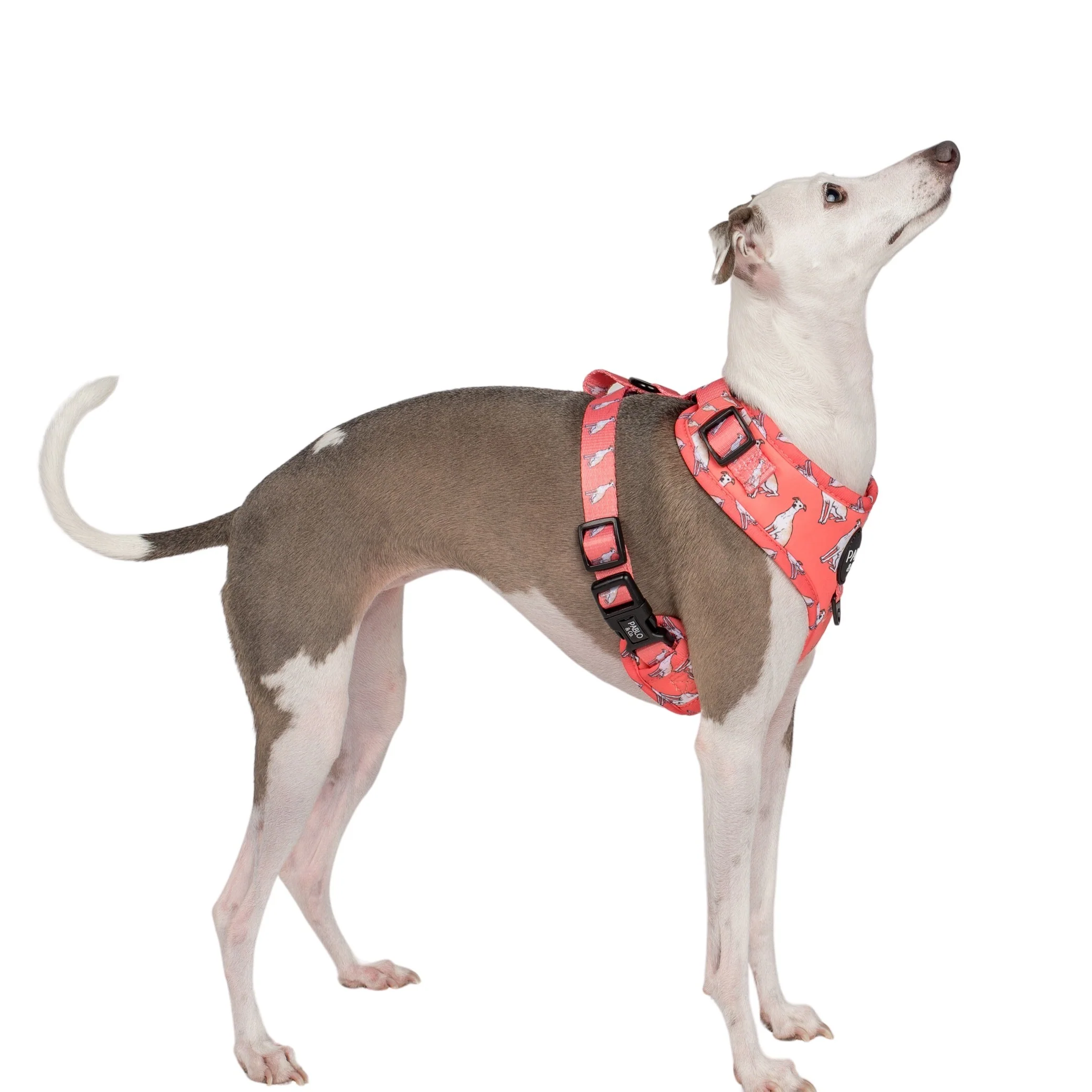 Italian Greyhound: Adjustable Harness - Image 5