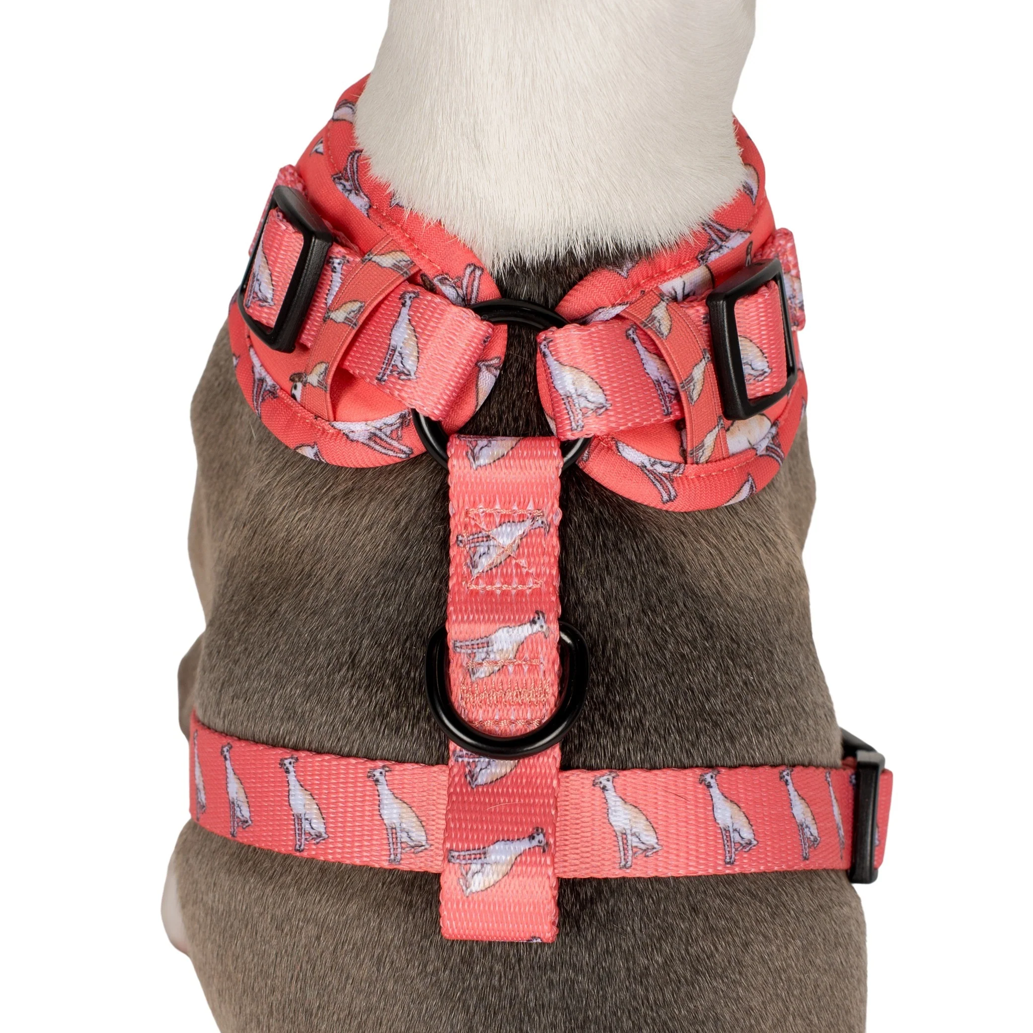 Italian Greyhound: Adjustable Harness - Image 6
