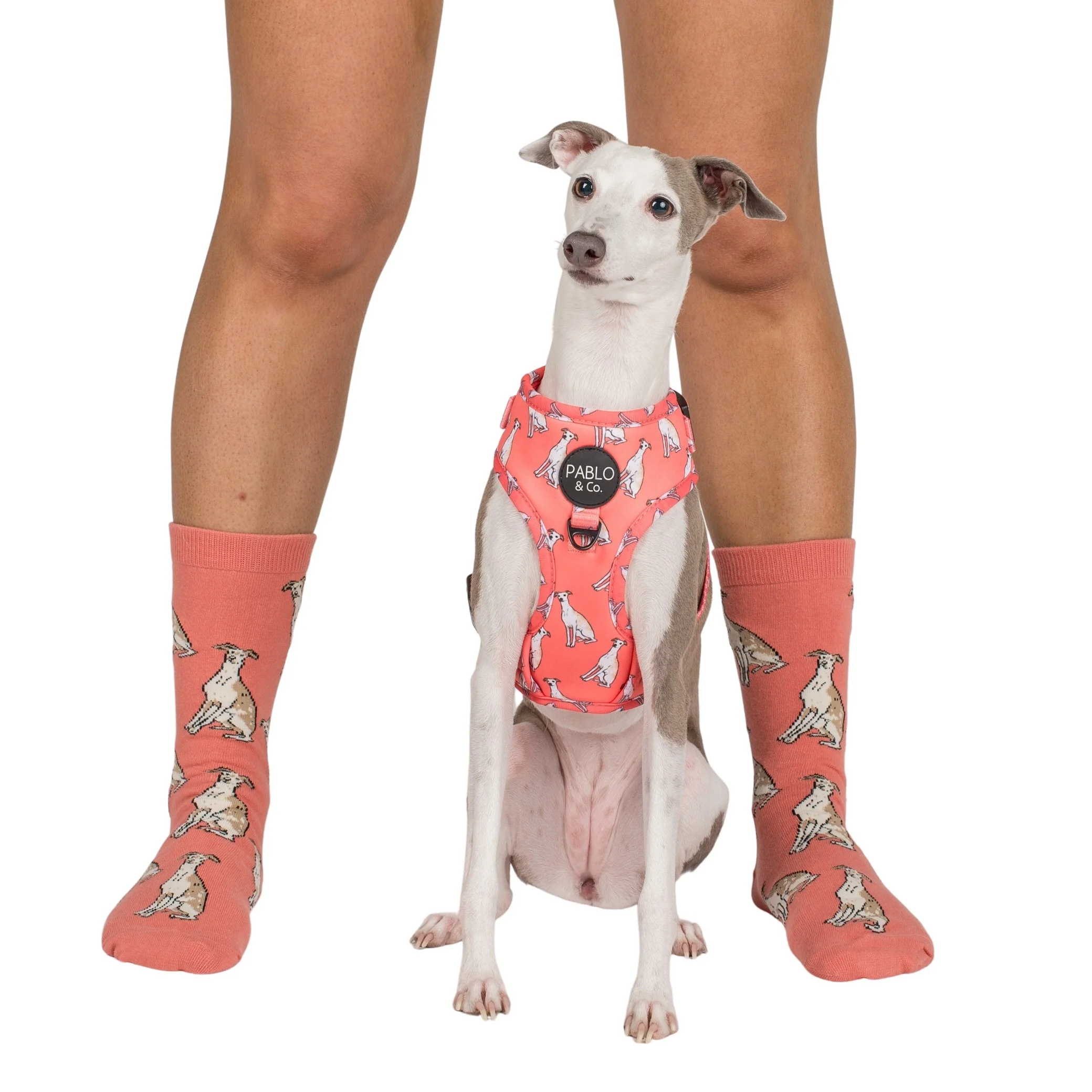 Italian Greyhound: Adjustable Harness - Image 9