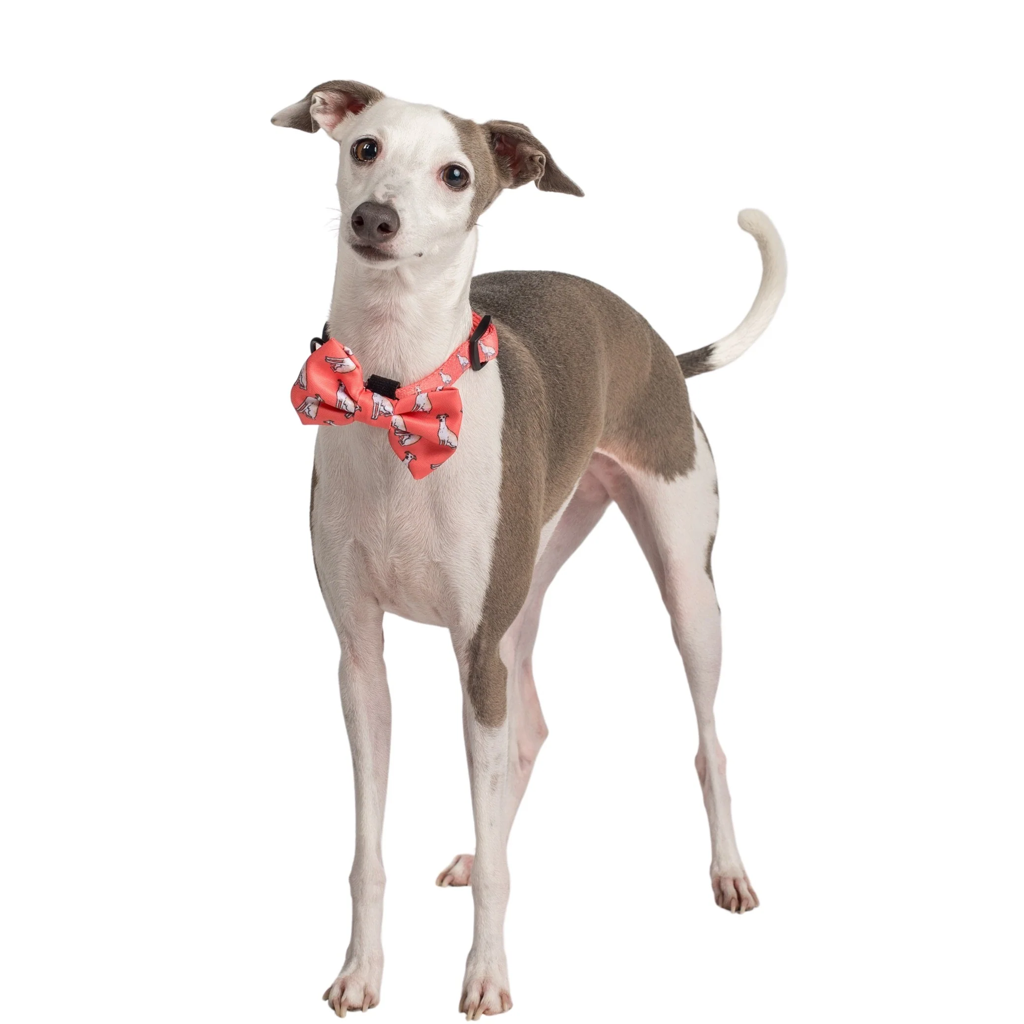 Italian Greyhound: Bow Tie - Image 4