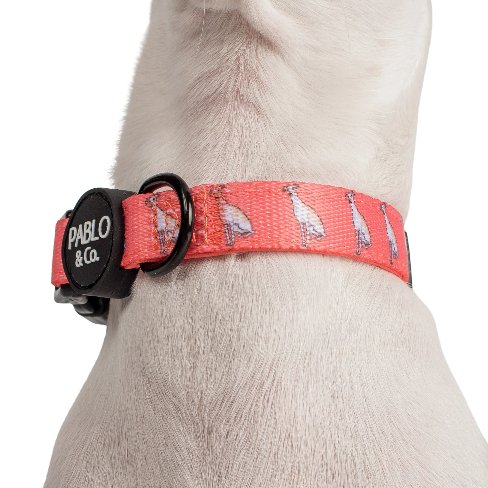 Italian Greyhound: Collar - Image 2