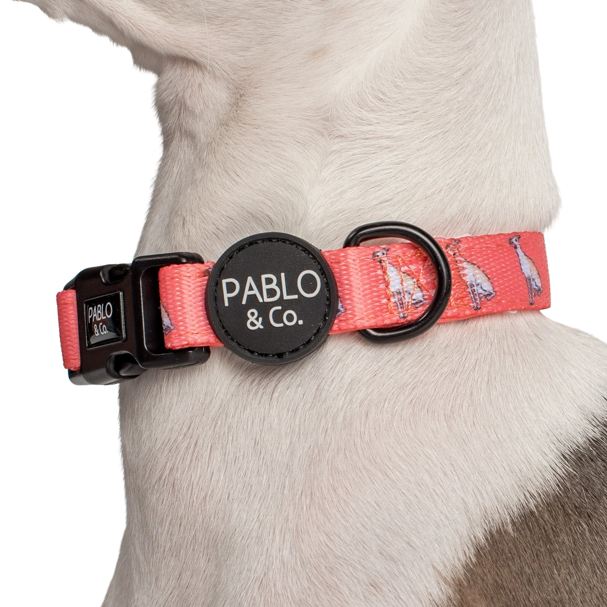 Italian Greyhound: Collar - Image 3