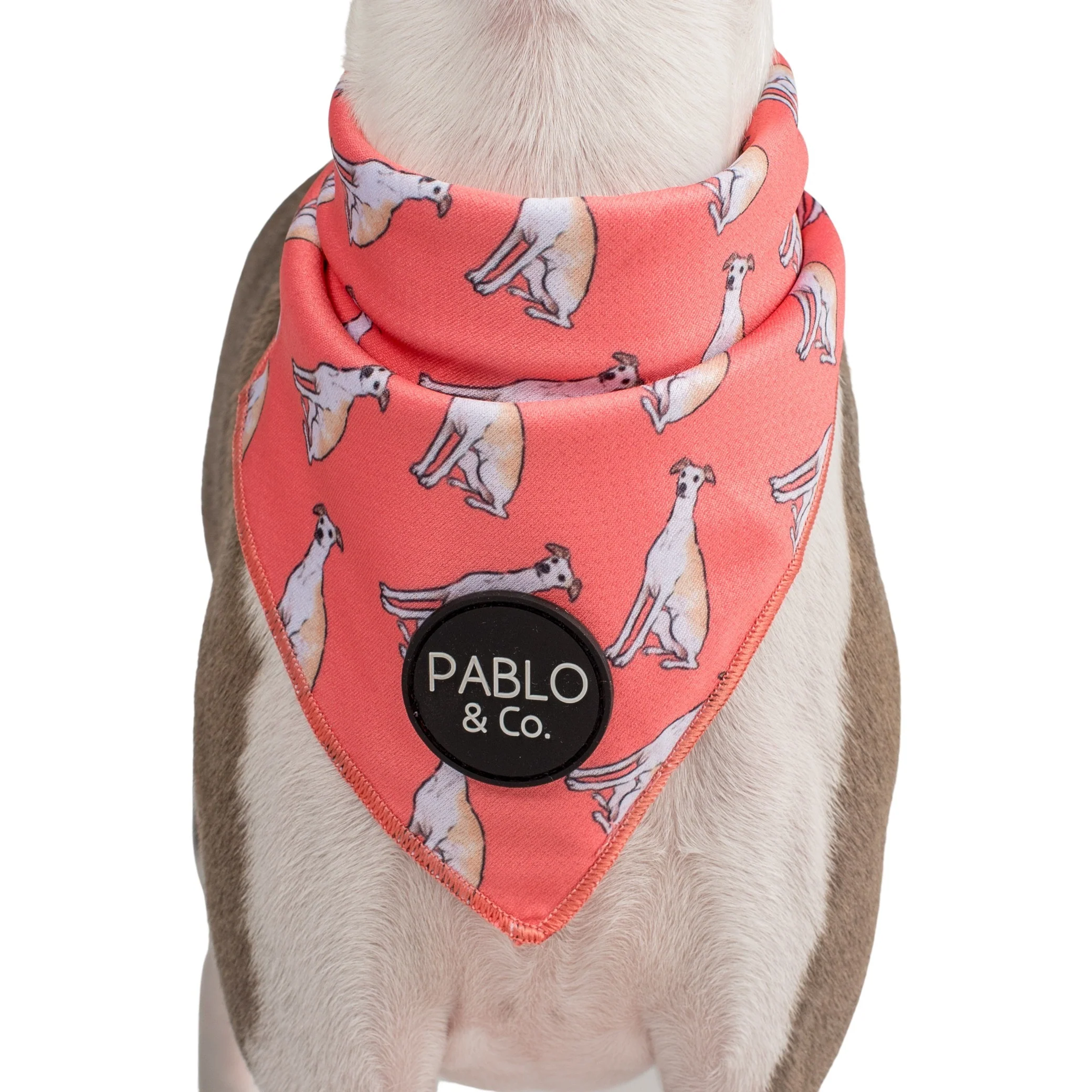Italian Greyhound - Dog Bandana - Image 2