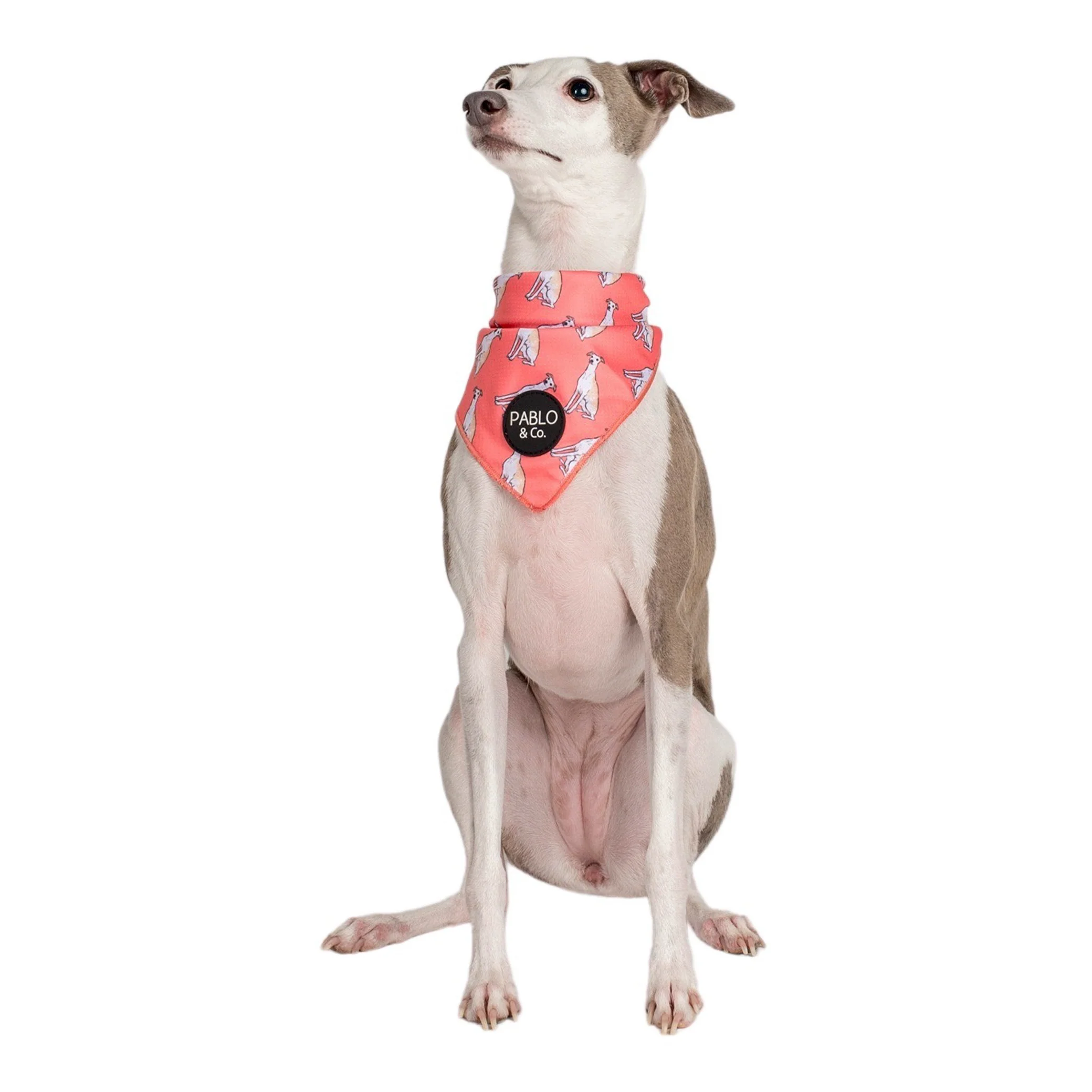 Italian Greyhound - Dog Bandana - Image 3