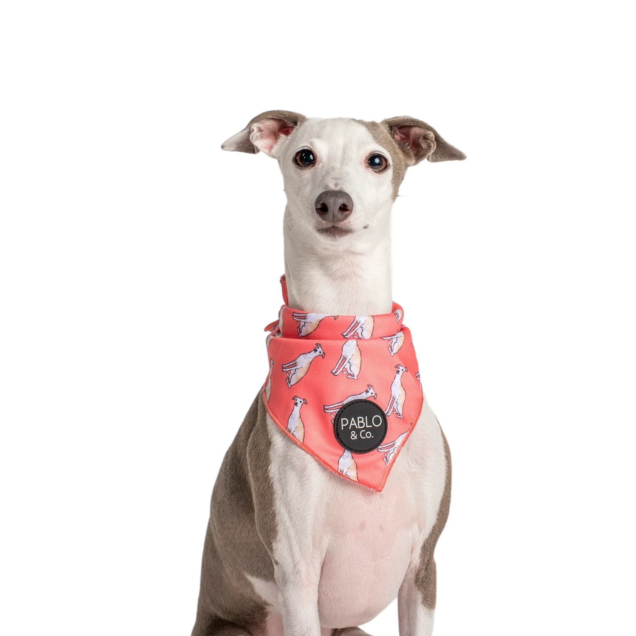 Italian Greyhound - Dog Bandana - Image 4