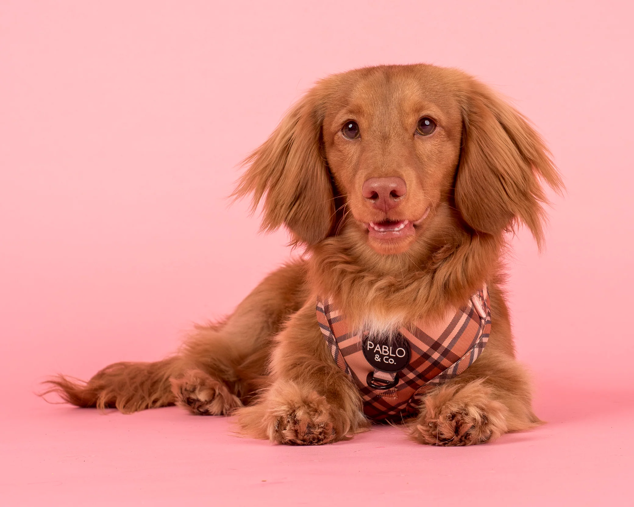 Kensington: Adjustable Harness - Image 2
