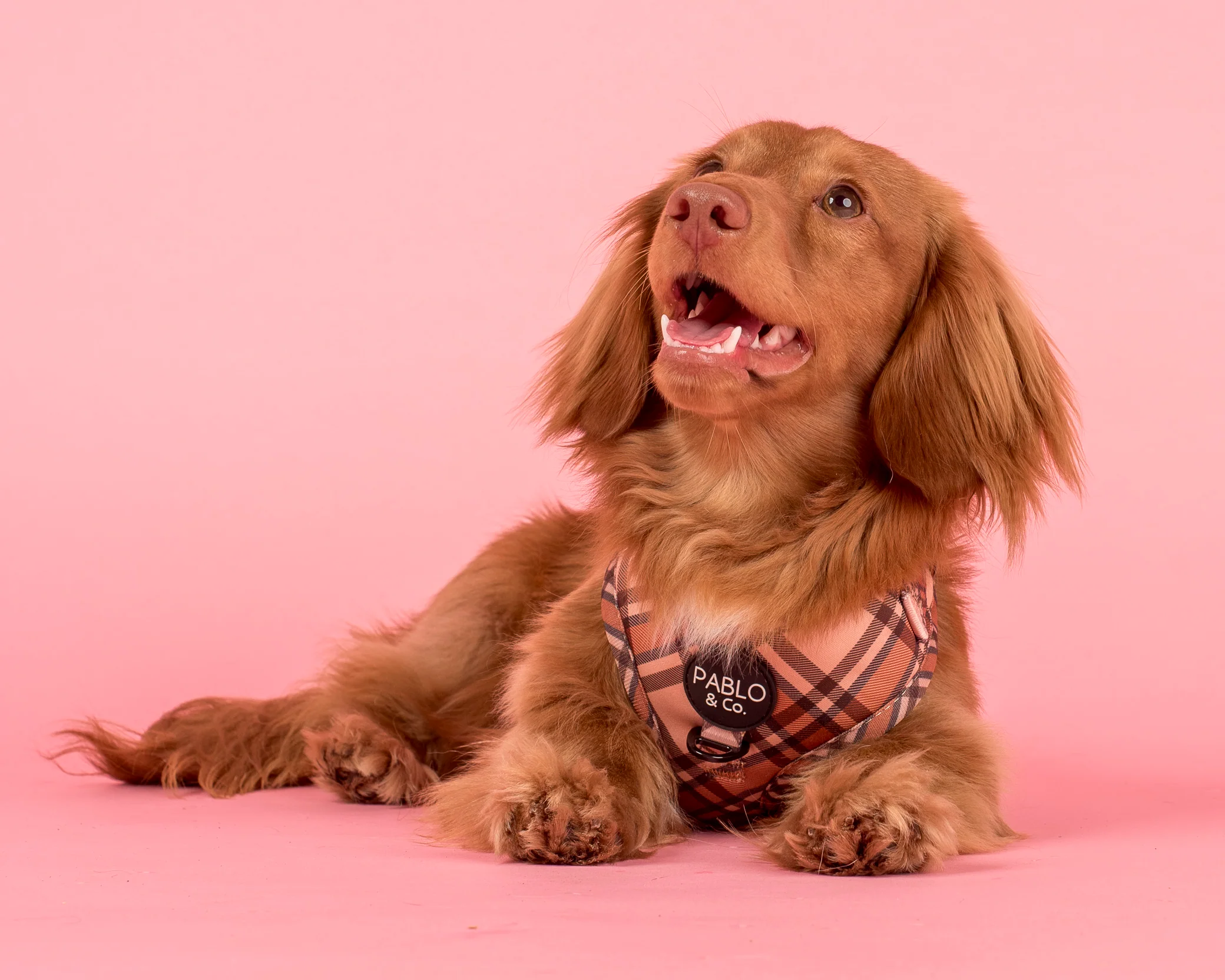 Kensington: Adjustable Harness - Image 3