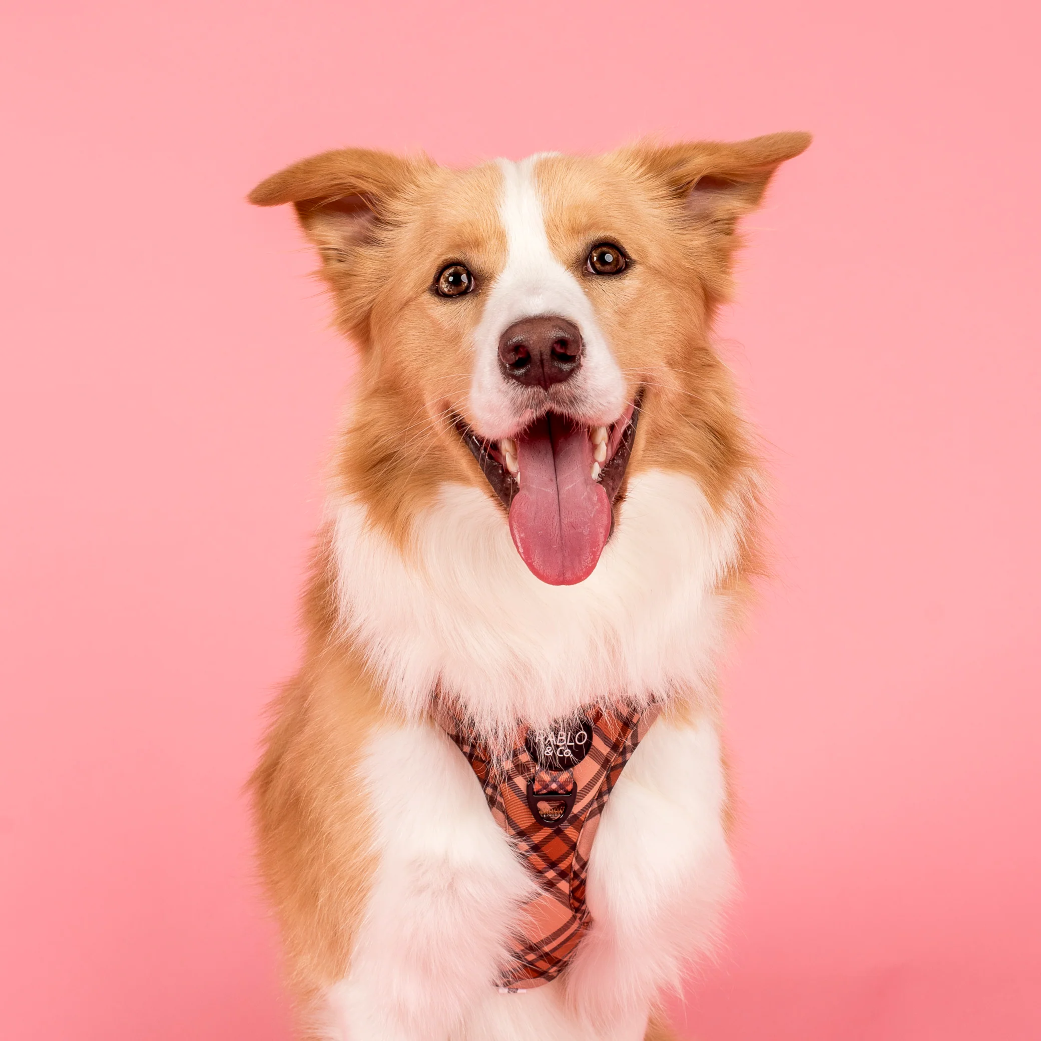 Kensington: Adjustable Harness - Image 5
