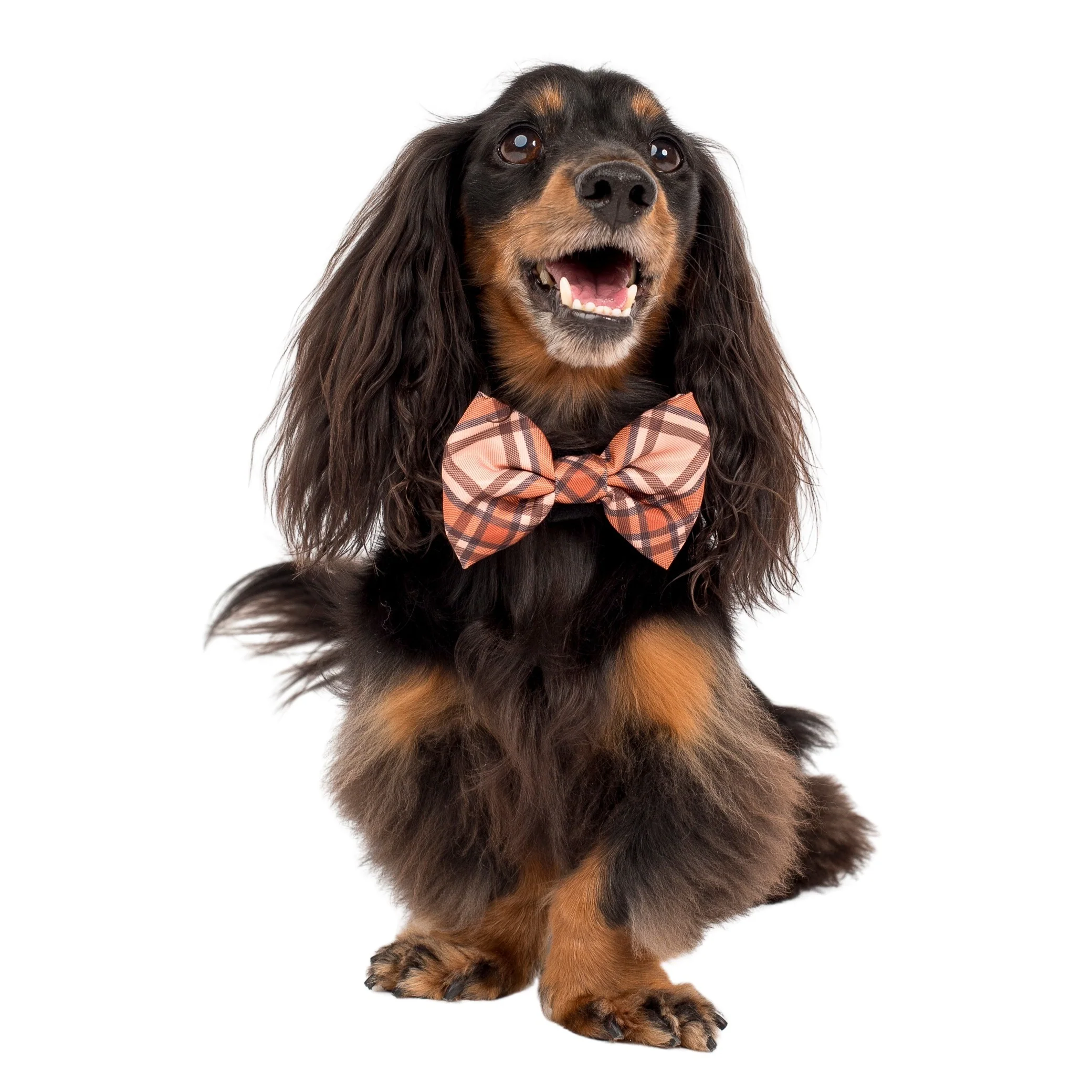 Kensington: Bow Tie - Image 4