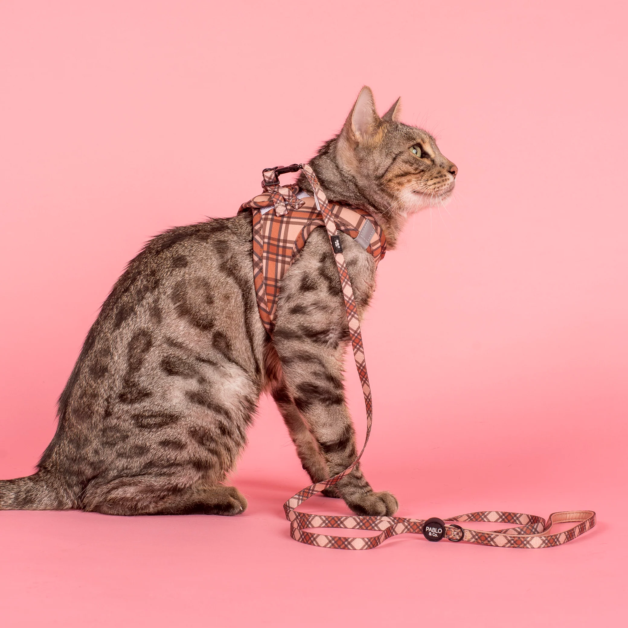 Kensington: Cat Leash - Image 3