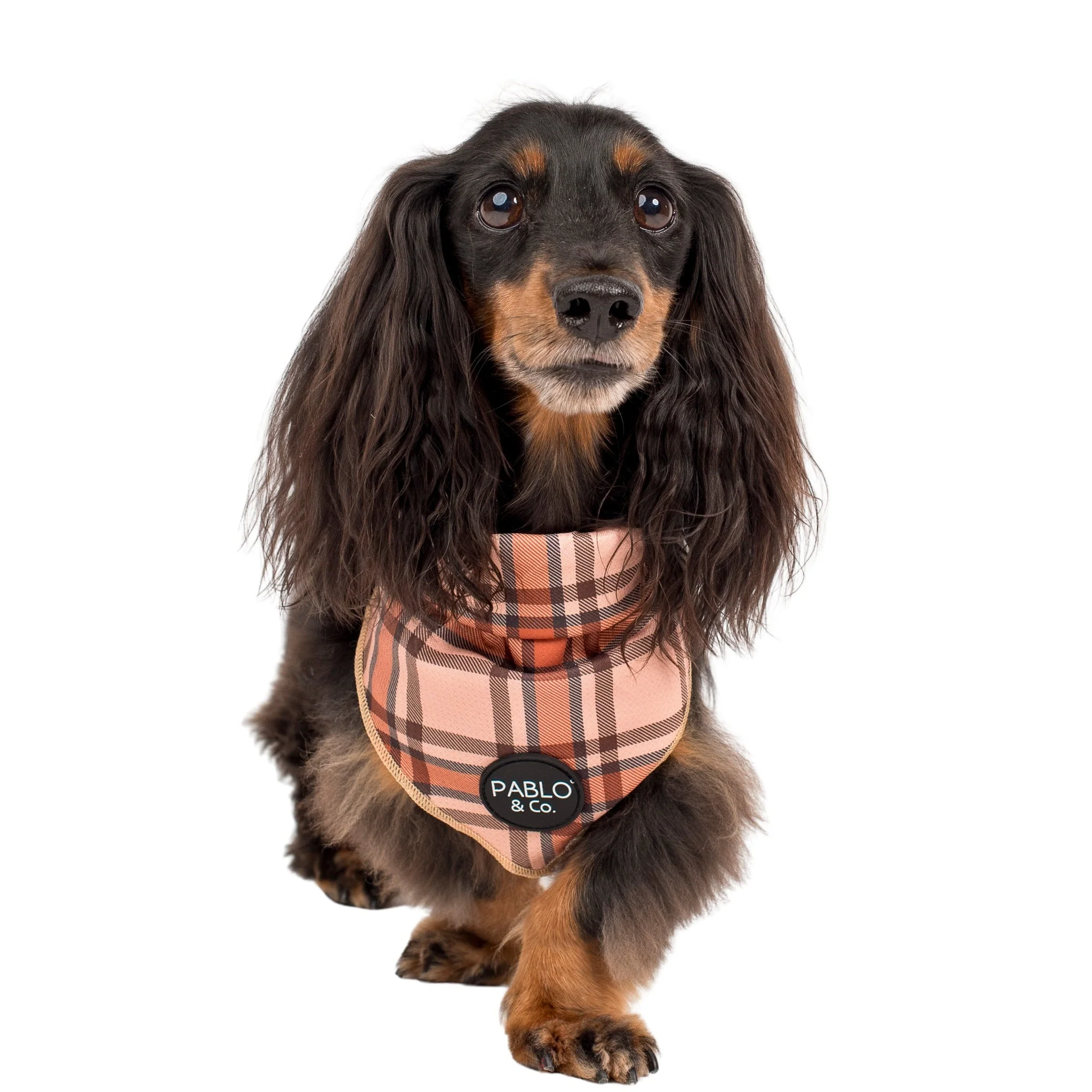 Kensington - Dog Bandana - Image 3