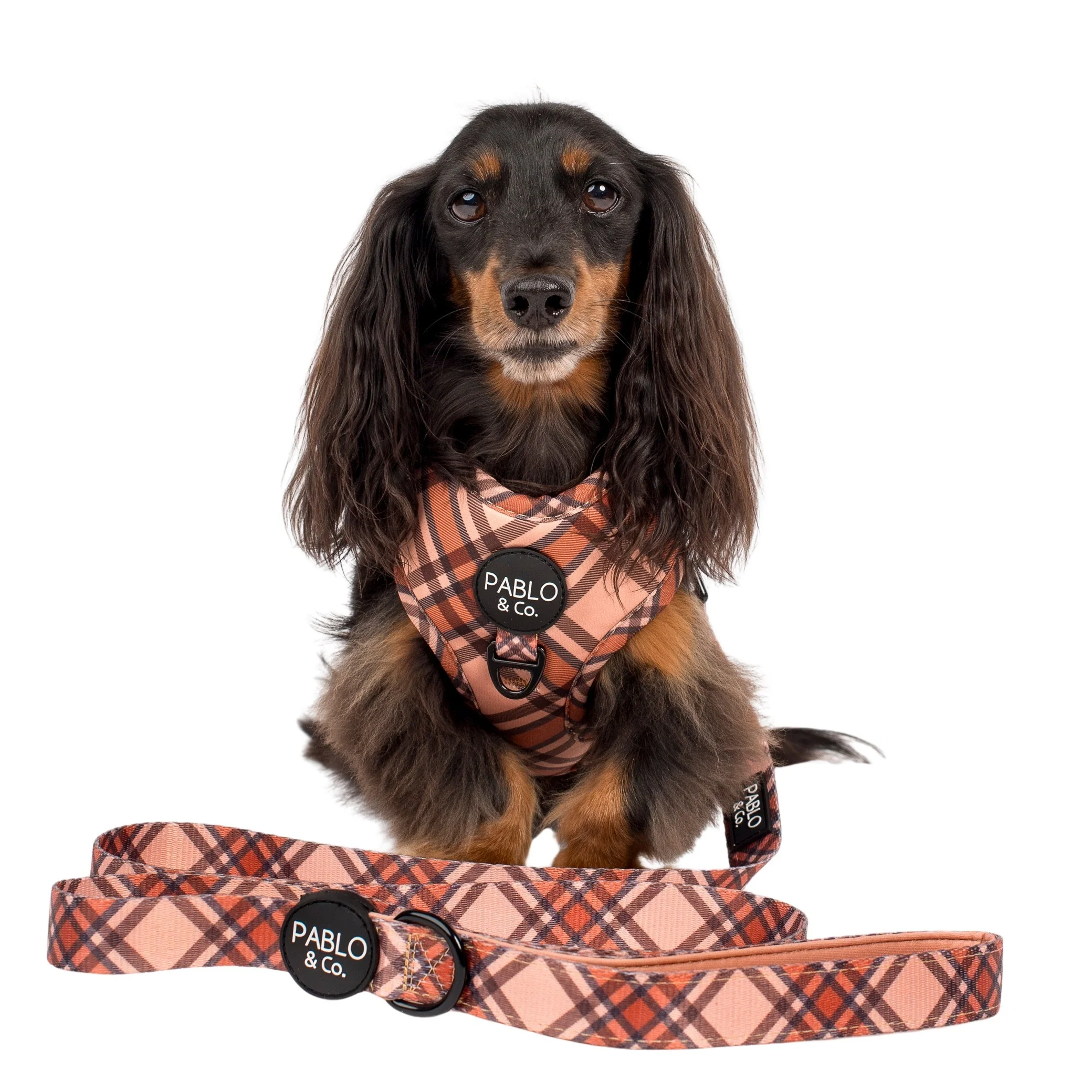 Kensington: Dog Leash - Image 2