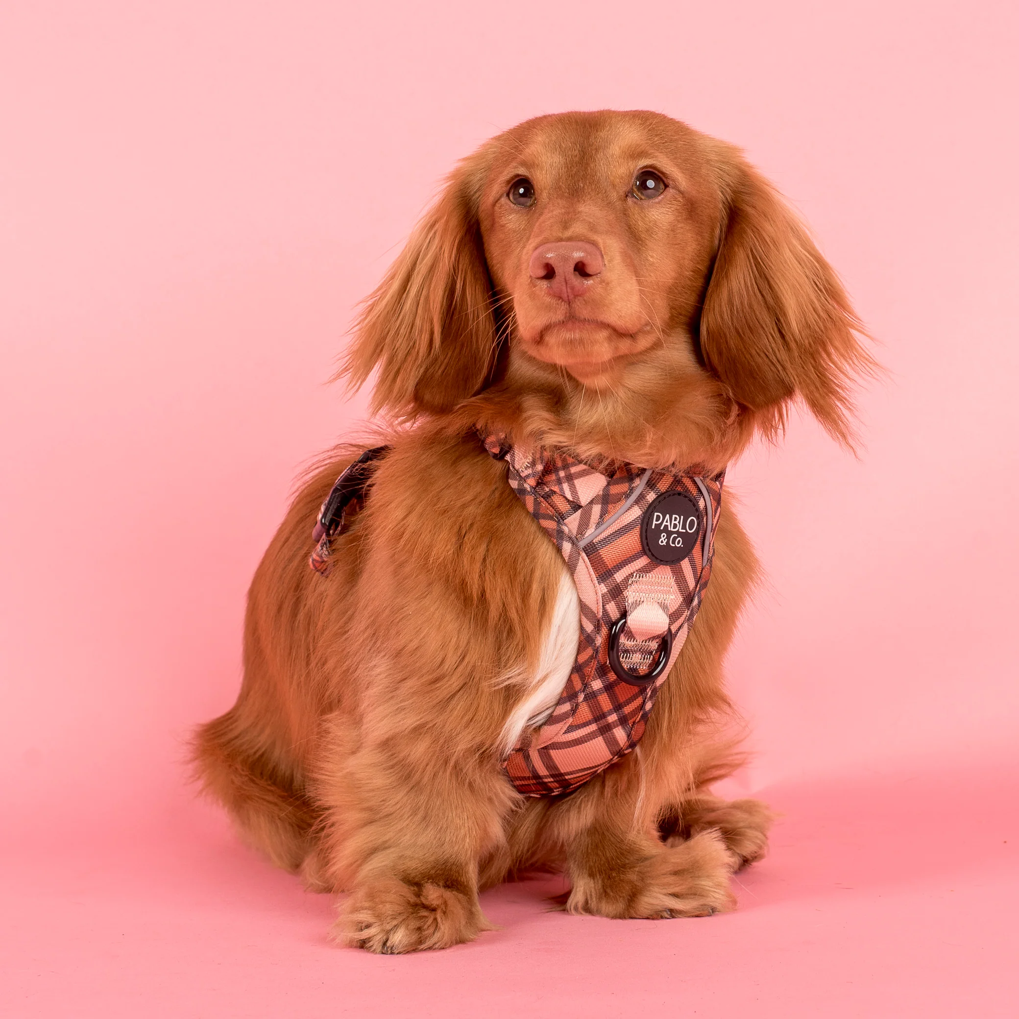 Kensington: No Pull Adventure Harness - Image 2