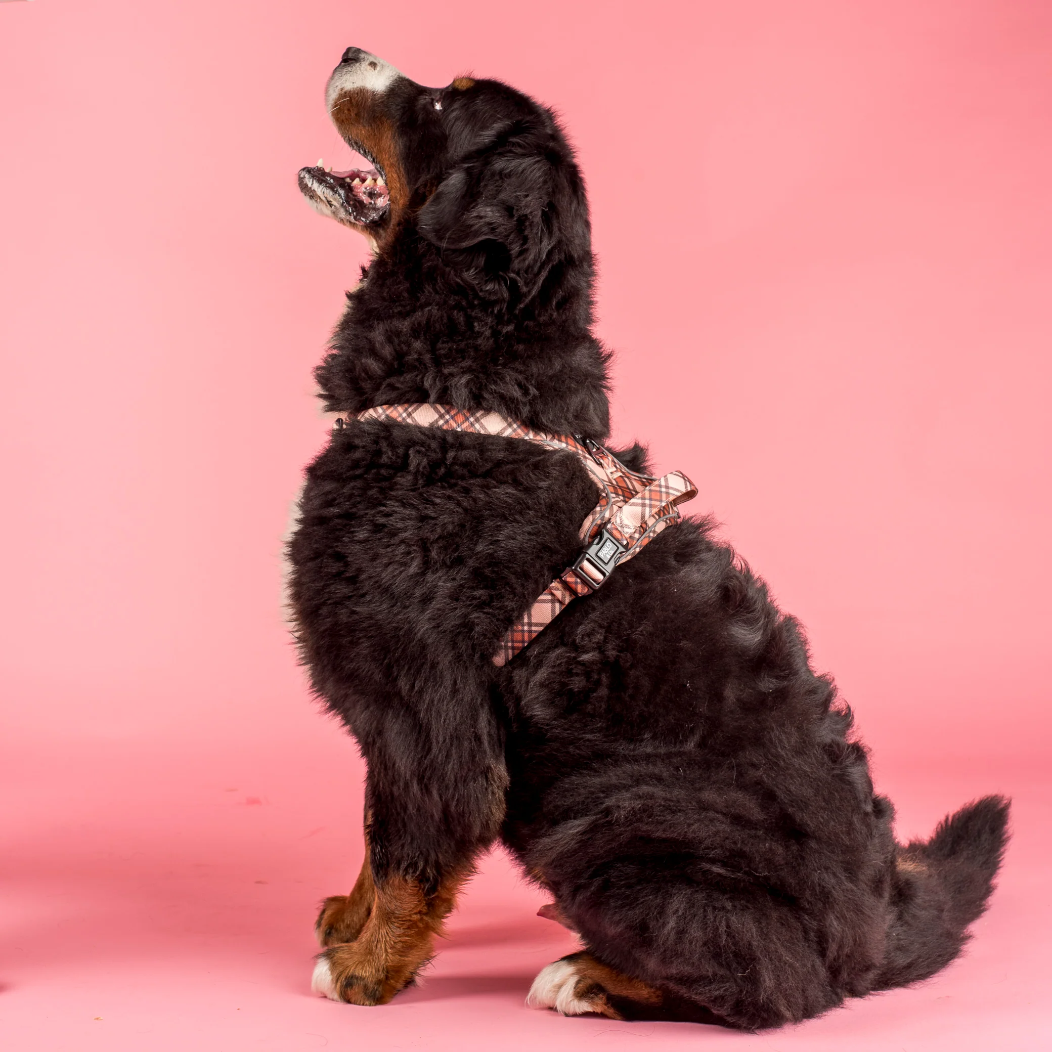 Kensington: No Pull Adventure Harness - Image 3