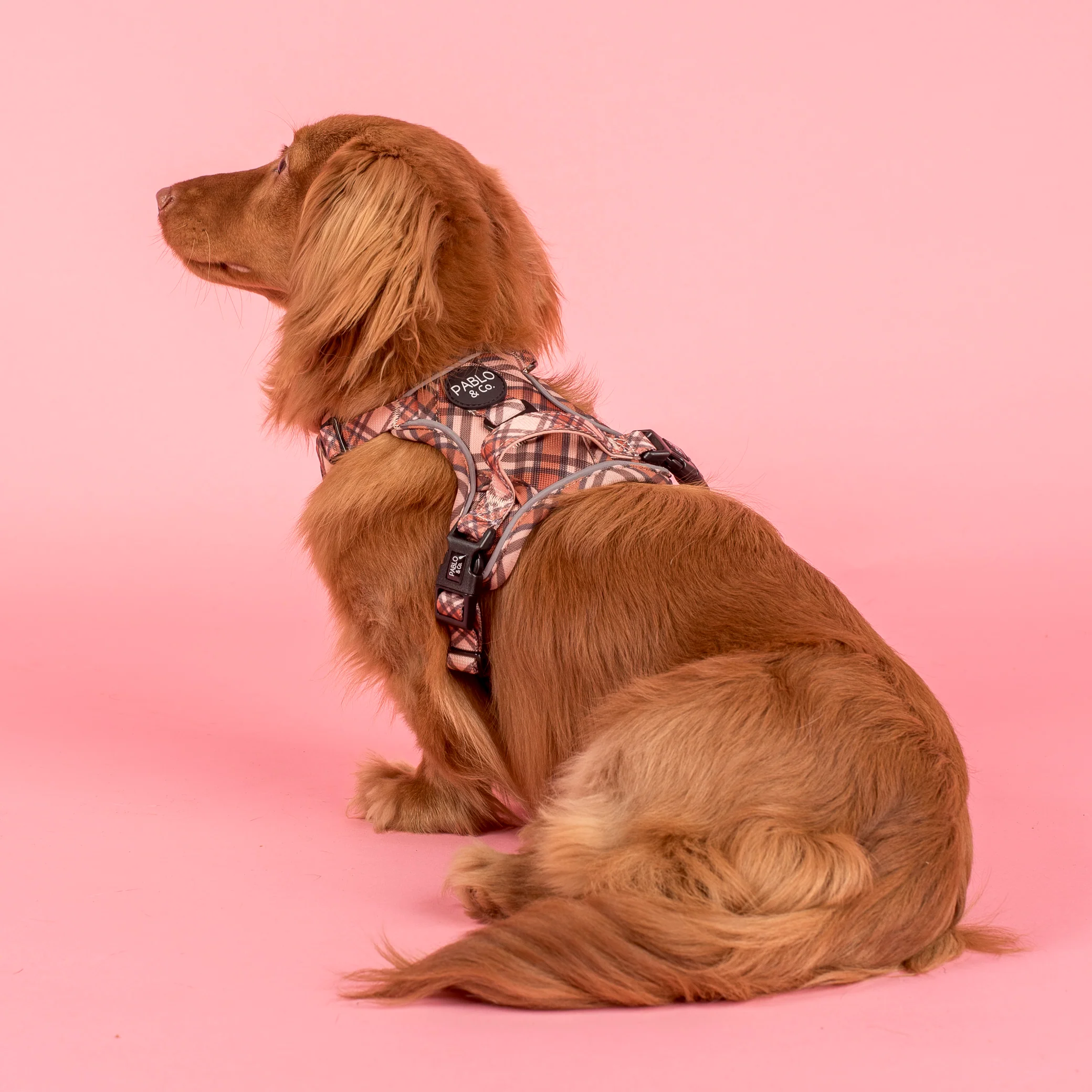 Kensington: No Pull Adventure Harness - Image 4