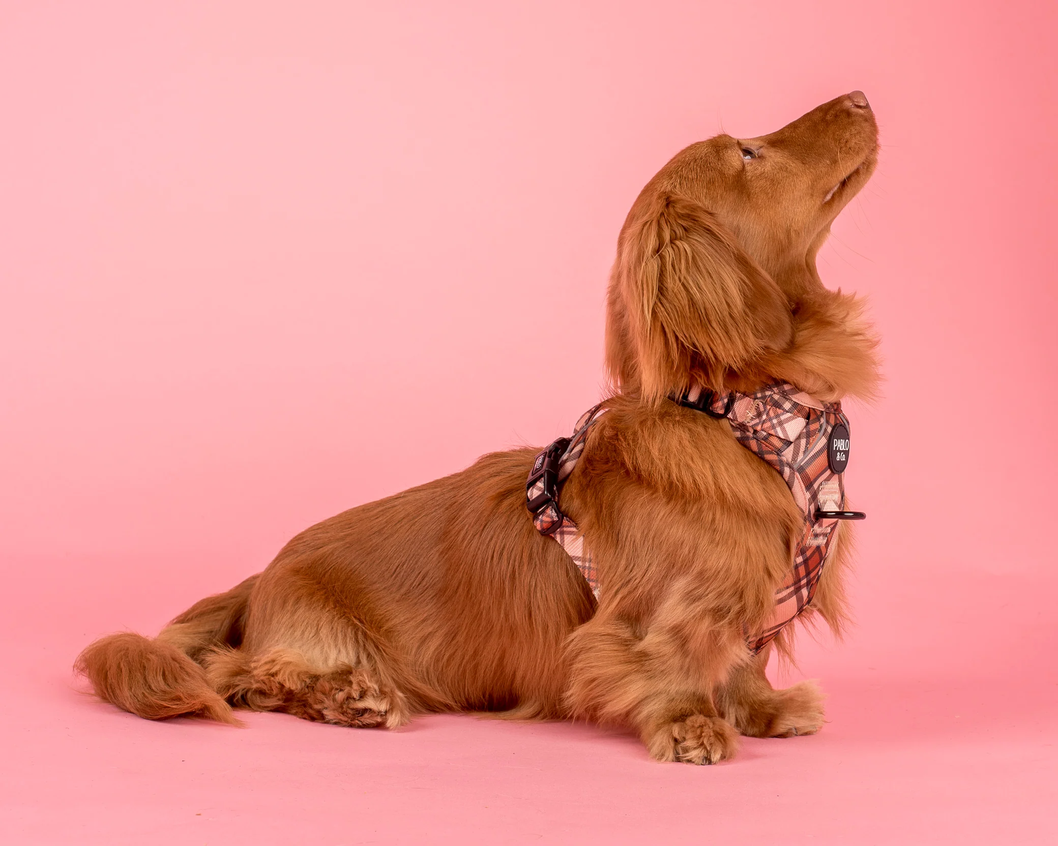 Kensington: No Pull Adventure Harness - Image 5