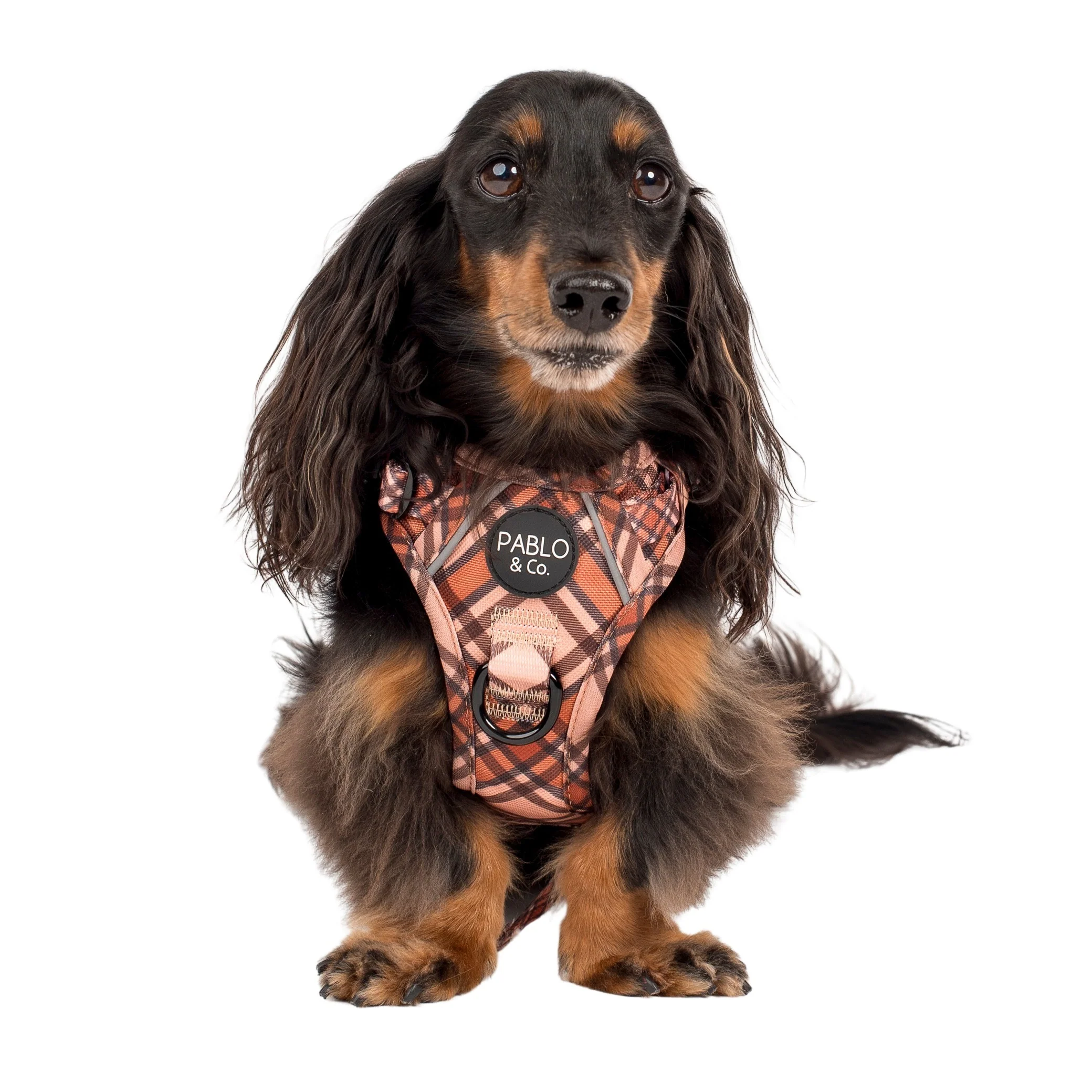 Kensington: No Pull Adventure Harness - Image 6
