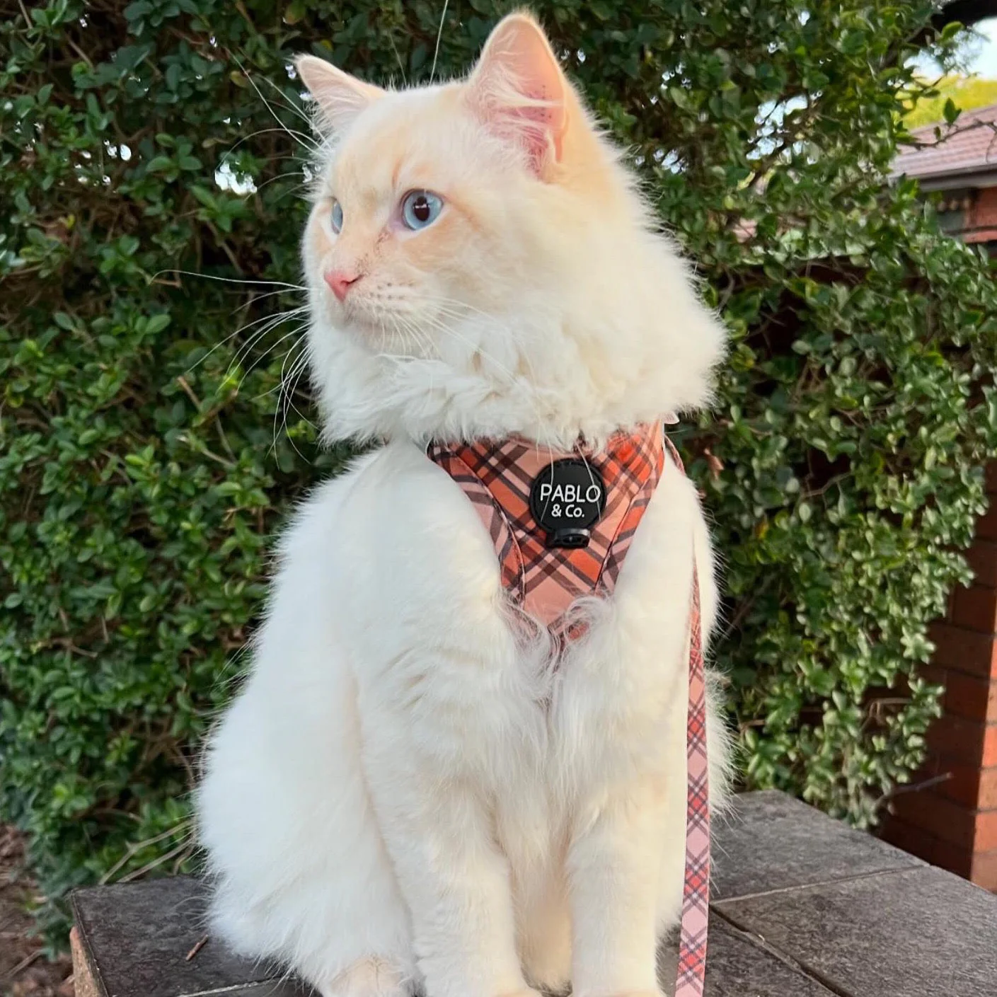 Kensington: Step In Cat Harness - Image 3