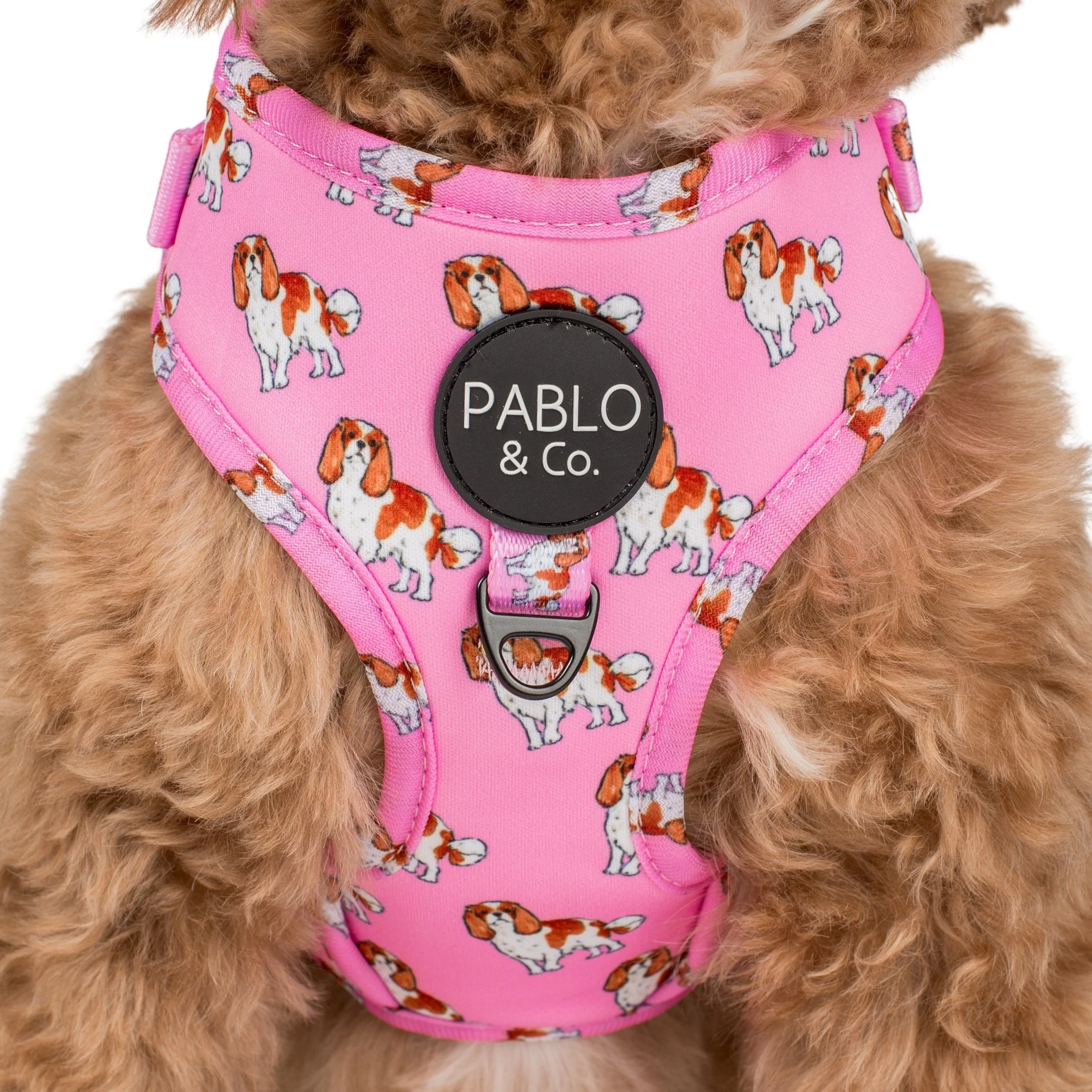 Cavalier King Charles: Adjustable Harness - Image 2