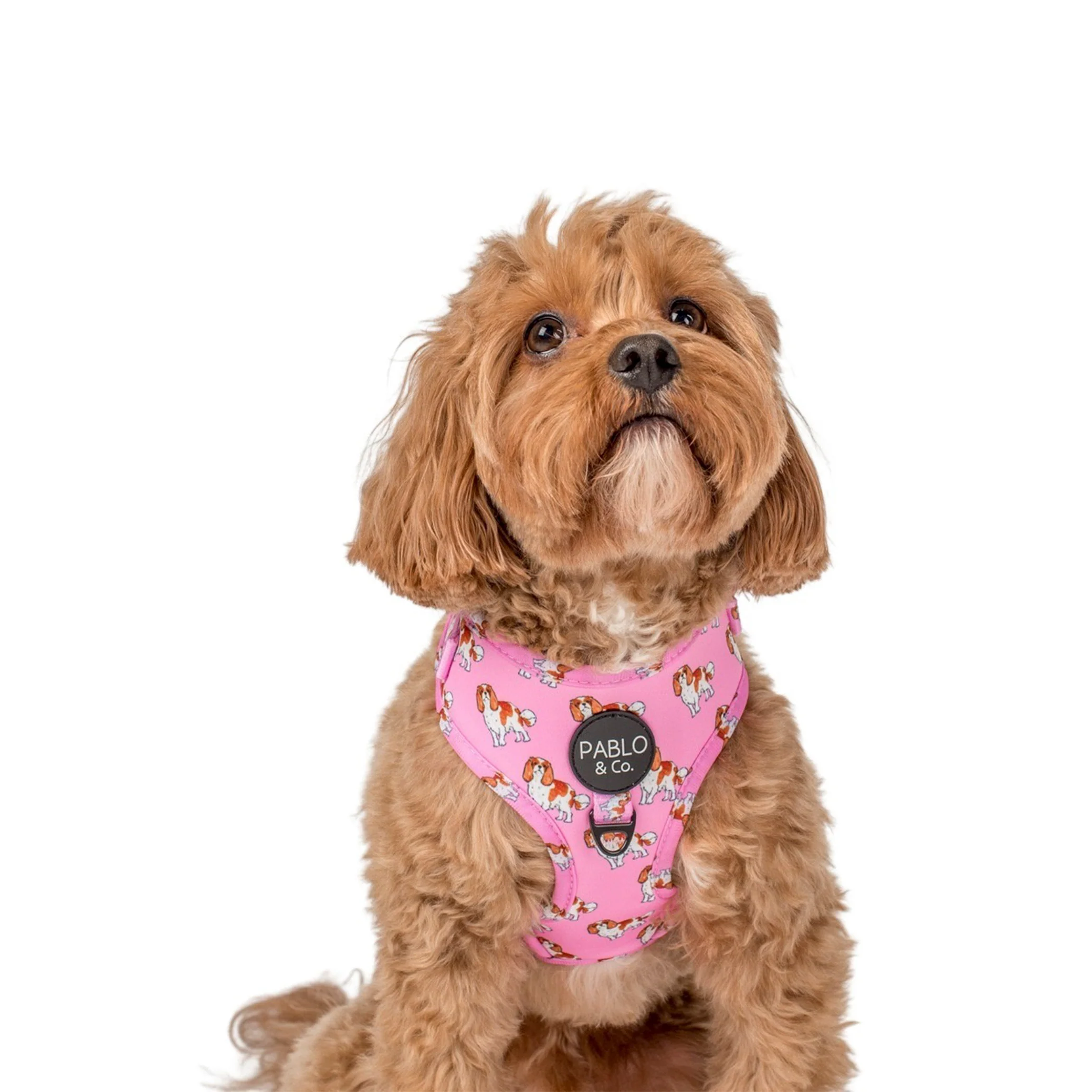Cavalier King Charles: Adjustable Harness - Image 5