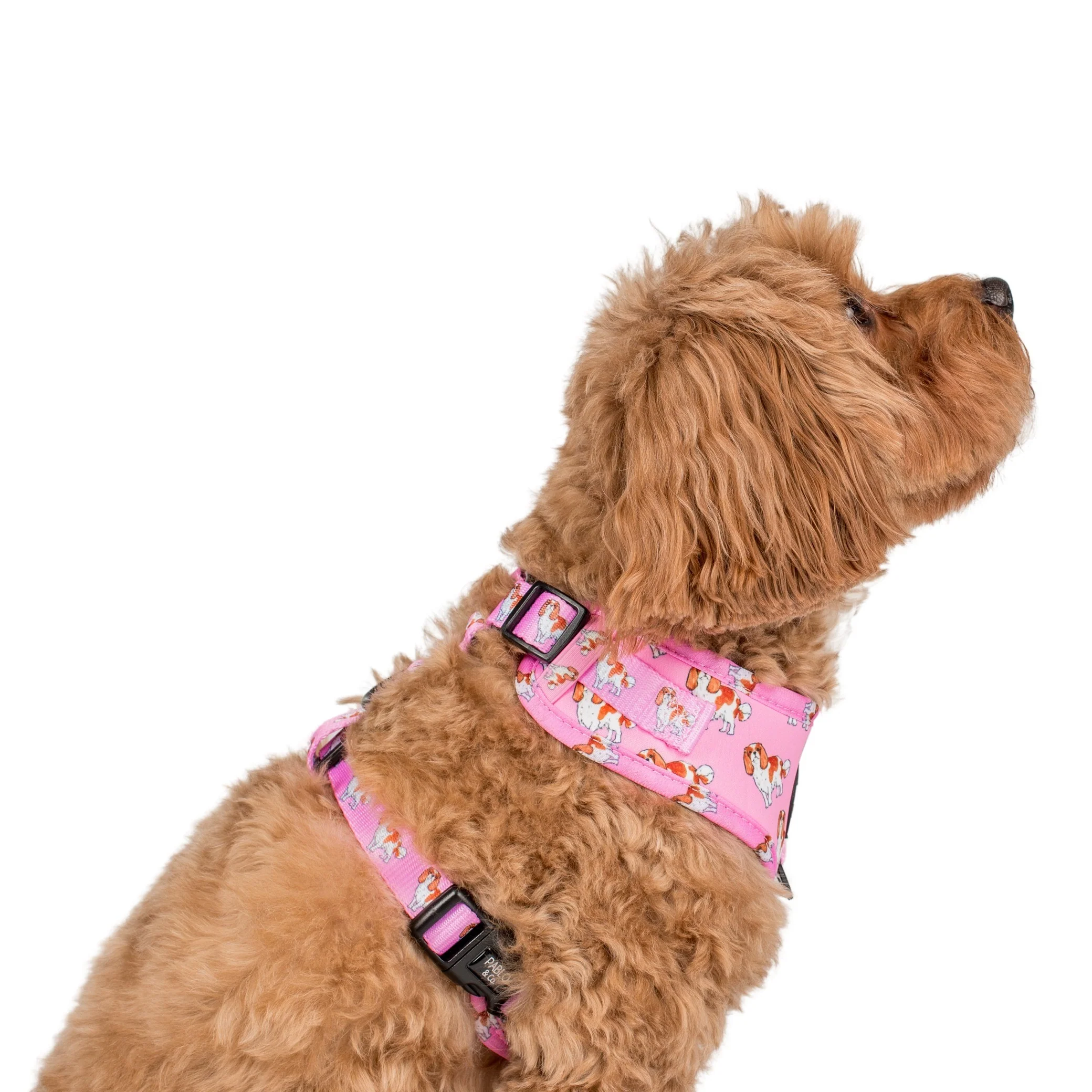 Cavalier King Charles: Adjustable Harness - Image 7